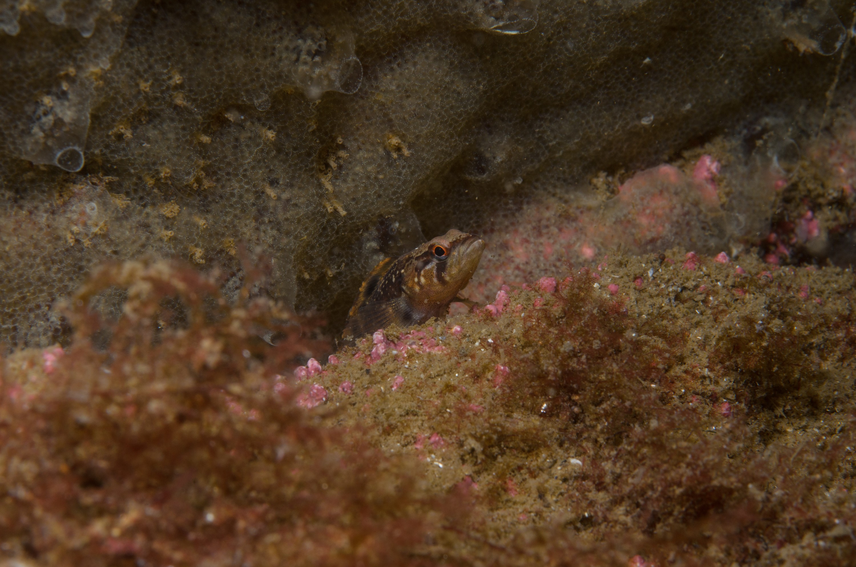 DSC_0328 – 2016, America, Crispin, Massachusetts, September, U.S.A., USA, ann, atlantic, cape, ocean, seacology, seacologynz.com