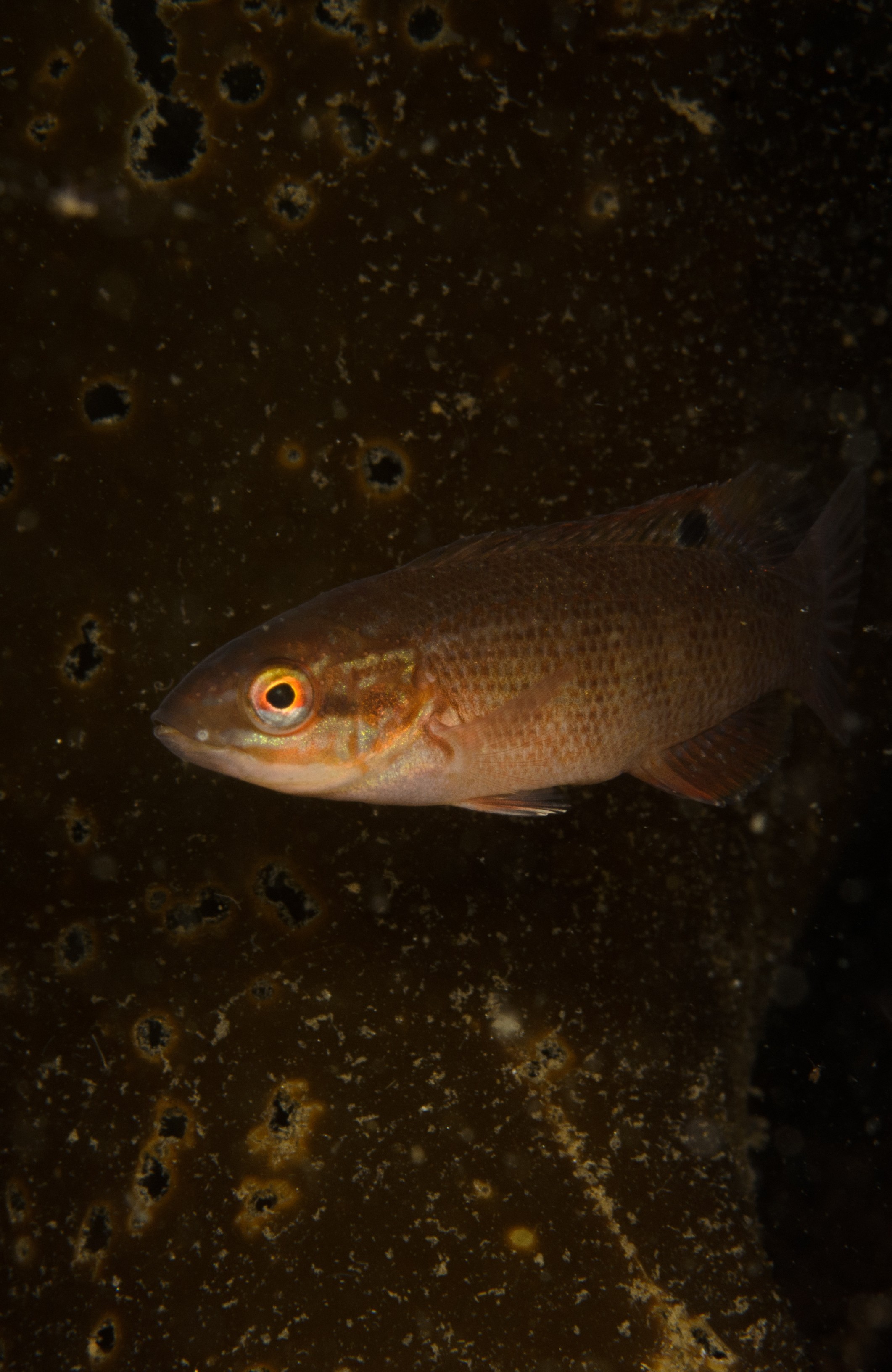 DSC_0335 – 2016, America, Crispin, Massachusetts, September, U.S.A., USA, ann, atlantic, cape, ocean, seacology, seacologynz.com, Cunner, Tautogolabrus, adspersus,
