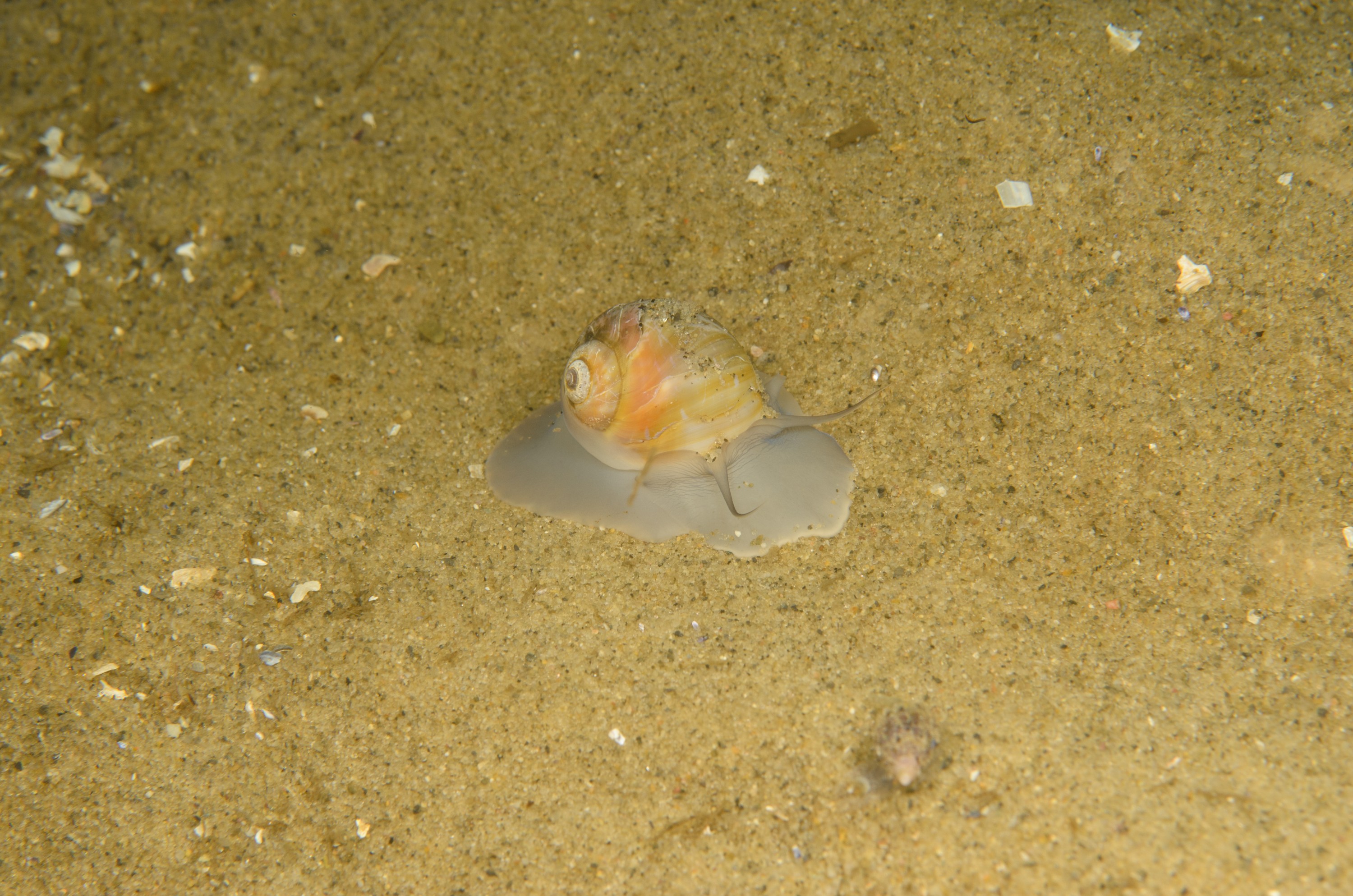 DSC_0343 – 2016, America, Crispin, Massachusetts, September, U.S.A., USA, ann, atlantic, cape, ocean, seacology, seacologynz.com