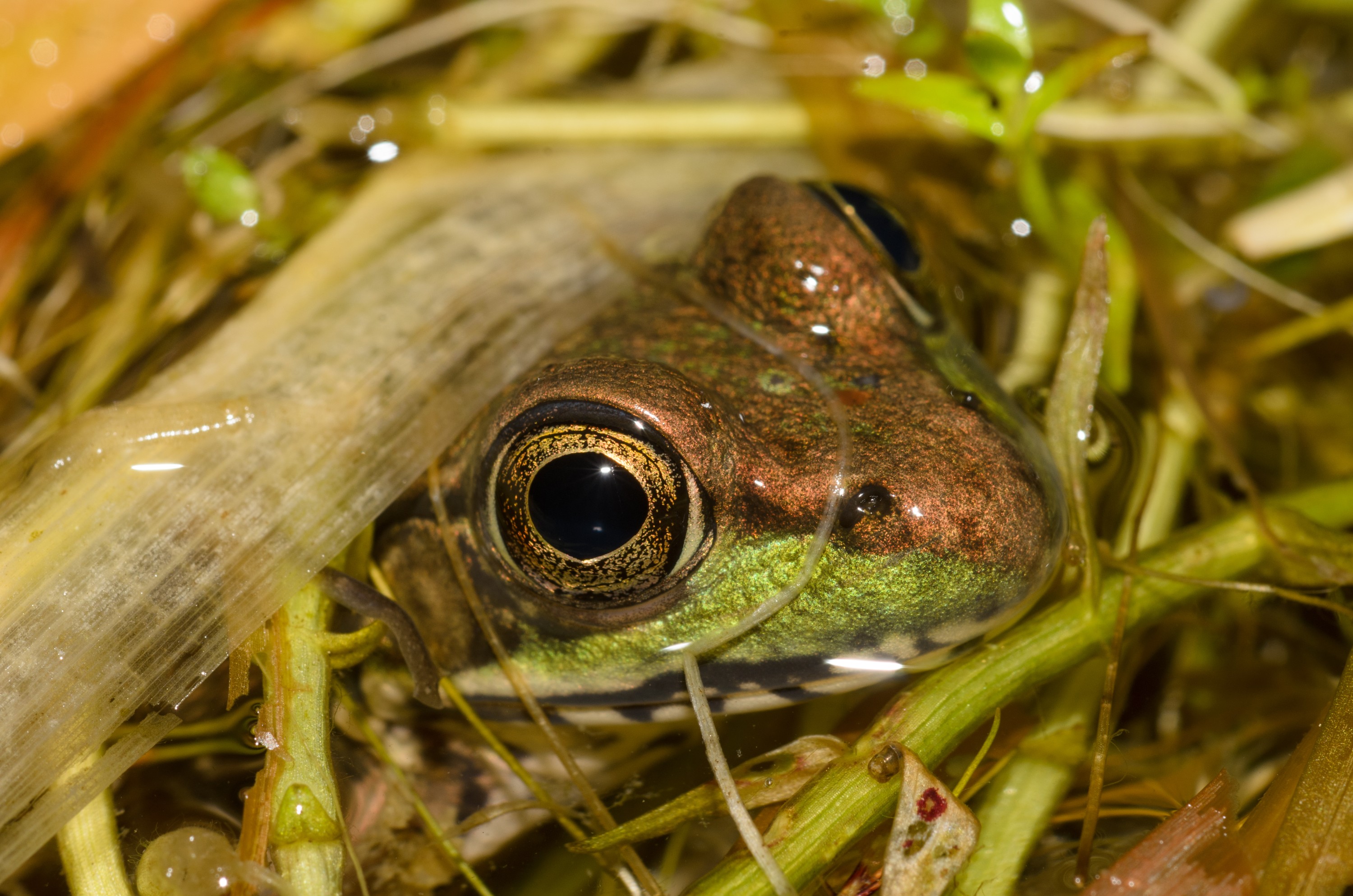 DSC_0394 – 2016, America, Crispin, Massachusetts, September, U.S.A., USA, american, bullfrog, seacology, seacologynz.com