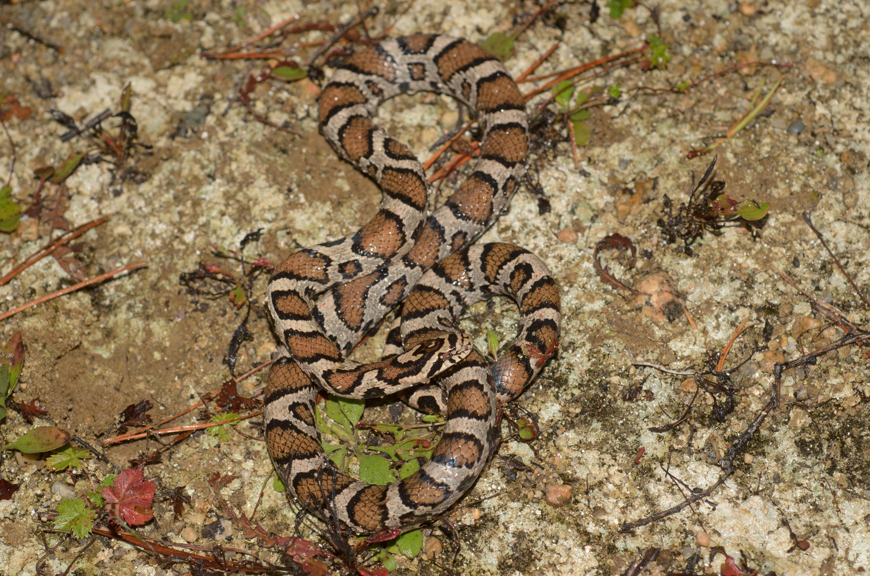 DSC_0433 – 2016, America, Corn Snake, Crispin, Massachusetts, September, U.S.A., USA, seacology, seacologynz.com