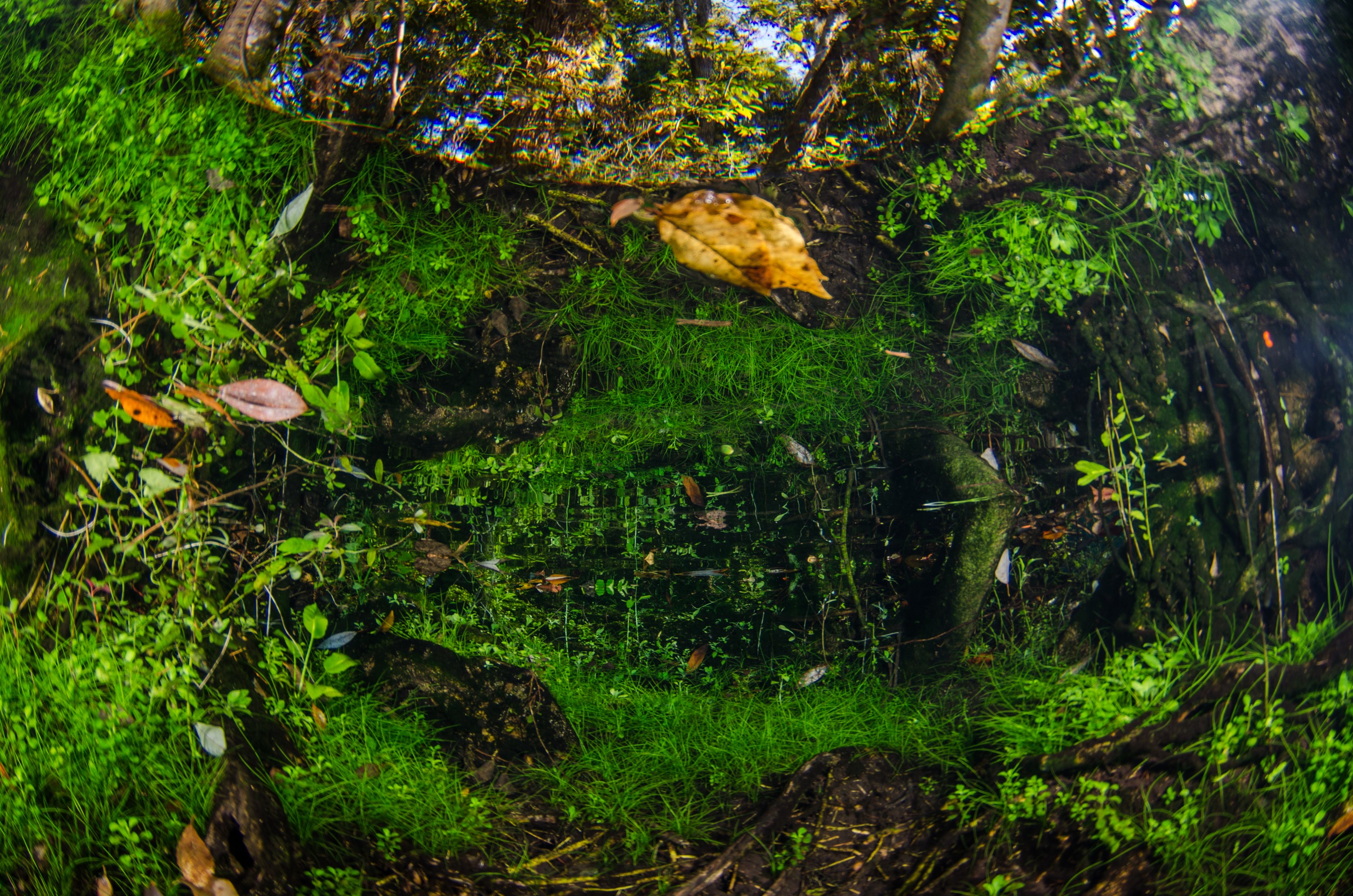 DSC_0838 – Crystal, River, Florida, clear, freshwater, stream, river, Crispin, USA, Florida,