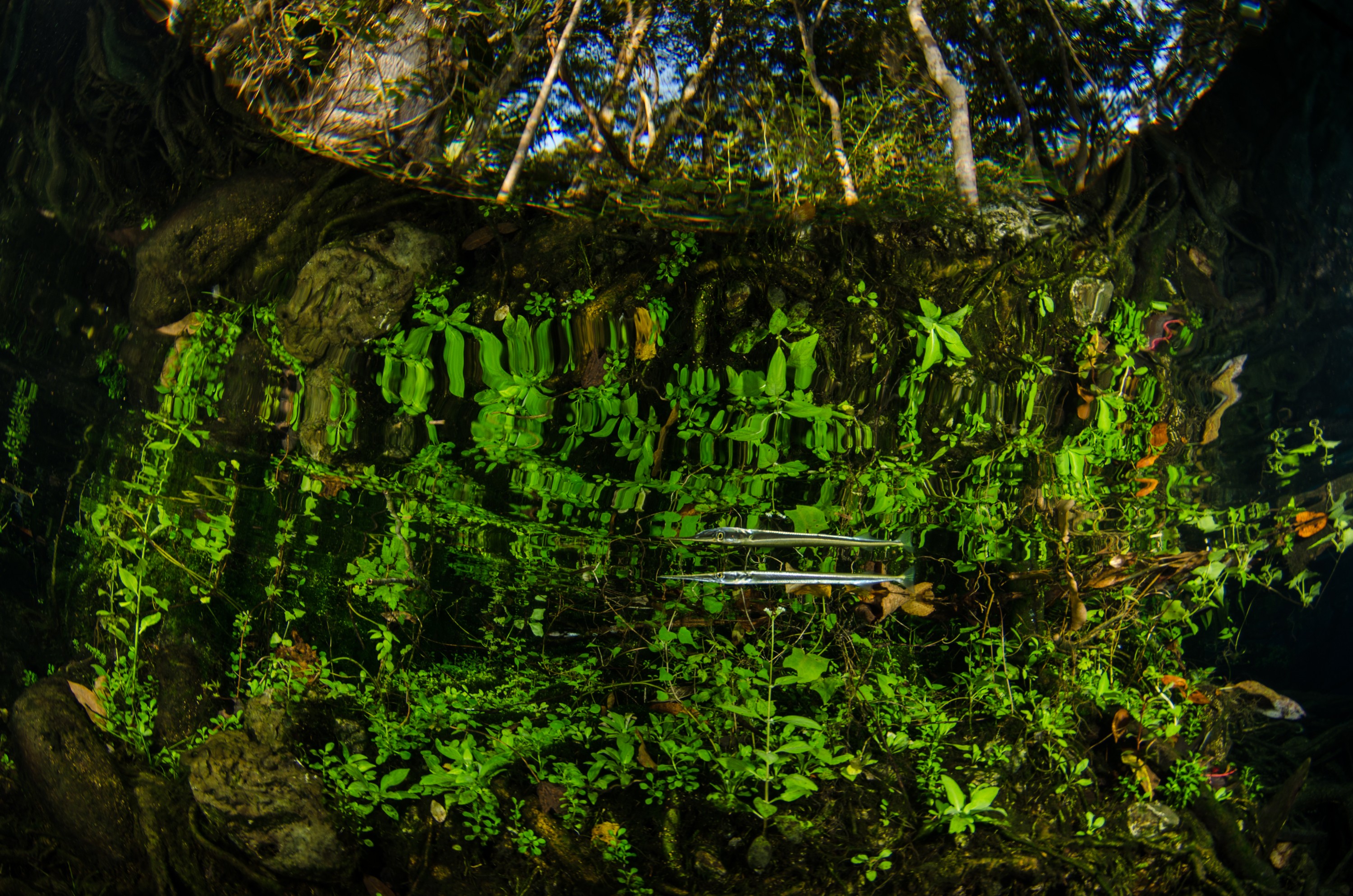 DSC_0866 – Crystal, River, Florida, clear, freshwater, stream, river, Crispin, USA, Florida,