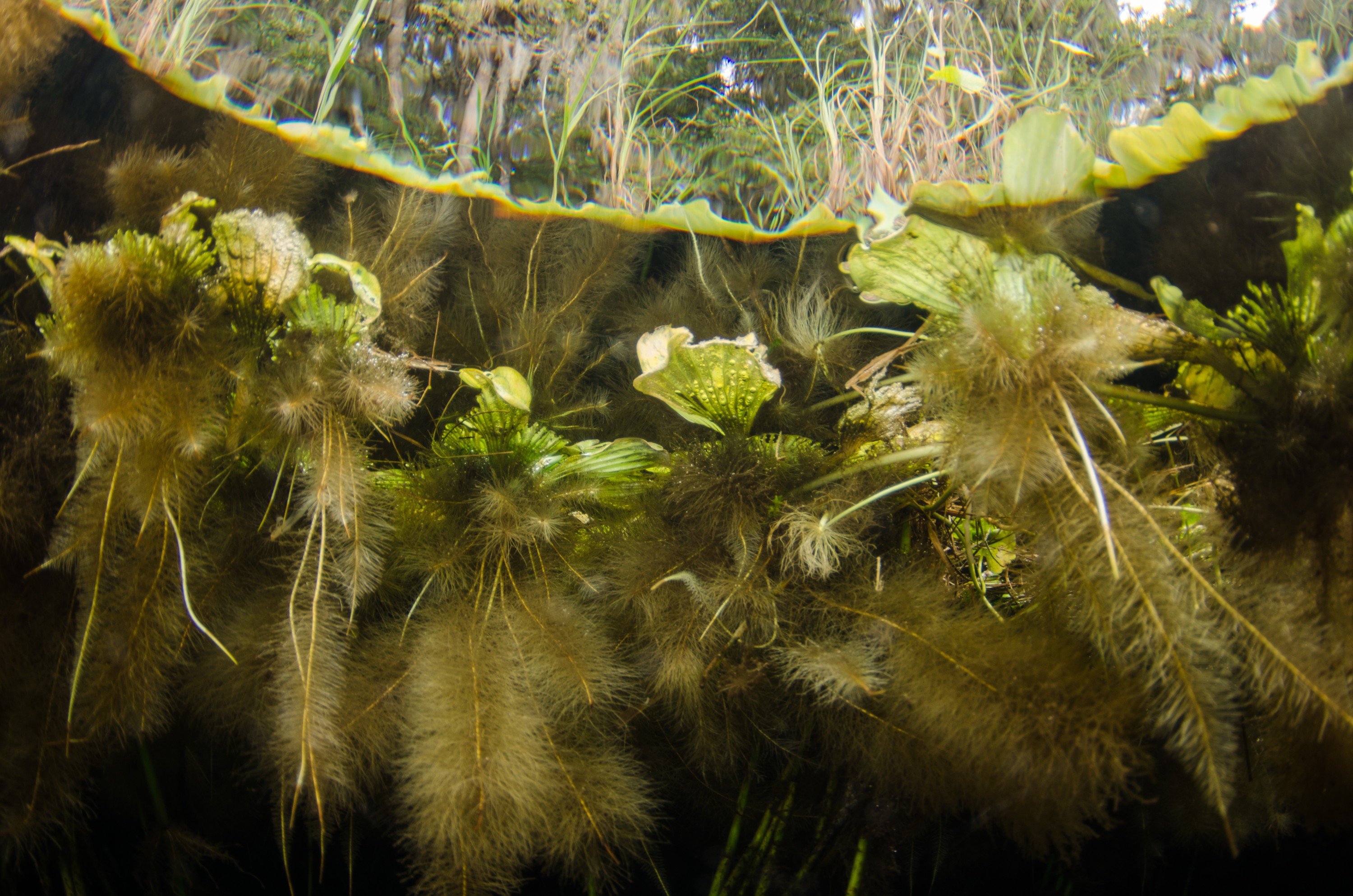 DSC_1064 – Florida, Springs, Water, Cabbage, Lettuce, Pistia, Stratiotes, Crispin, USA, Florida,