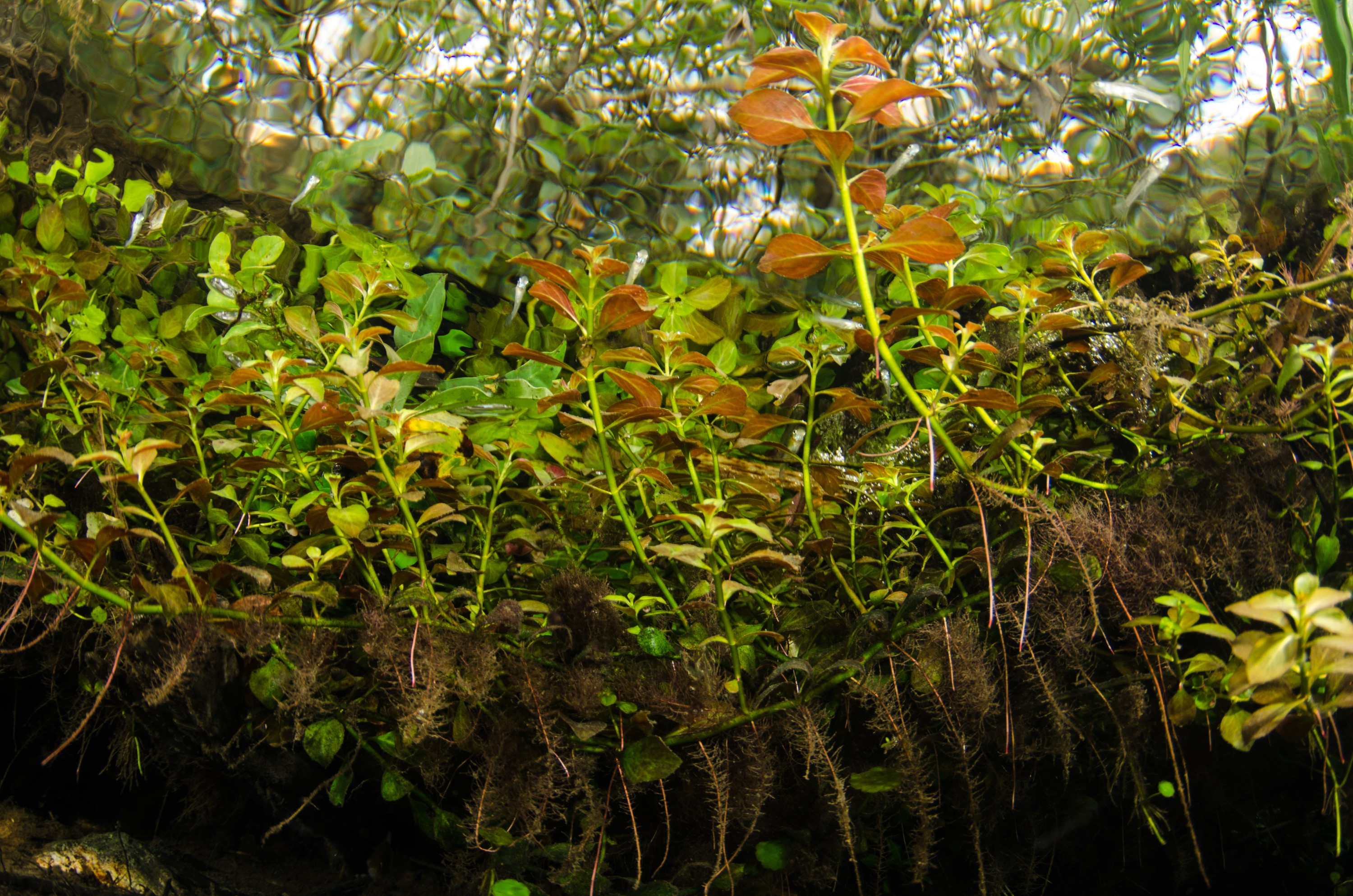 DSC_1100 – Florida Springs, Weed Beds, plants, aquatic, Crispin, USA, Florida,