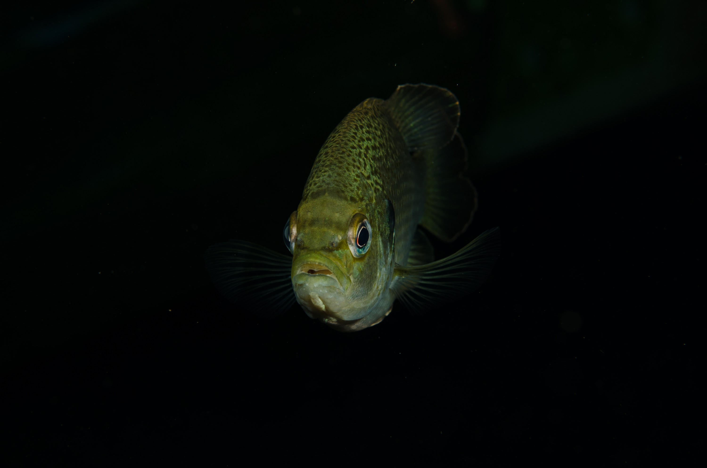DSC_1368 – Florida stream, clear, freshwater, stream, river, Lepomis, macrochirus, bluegill, blue, gill, Crispin, USA, Florida,