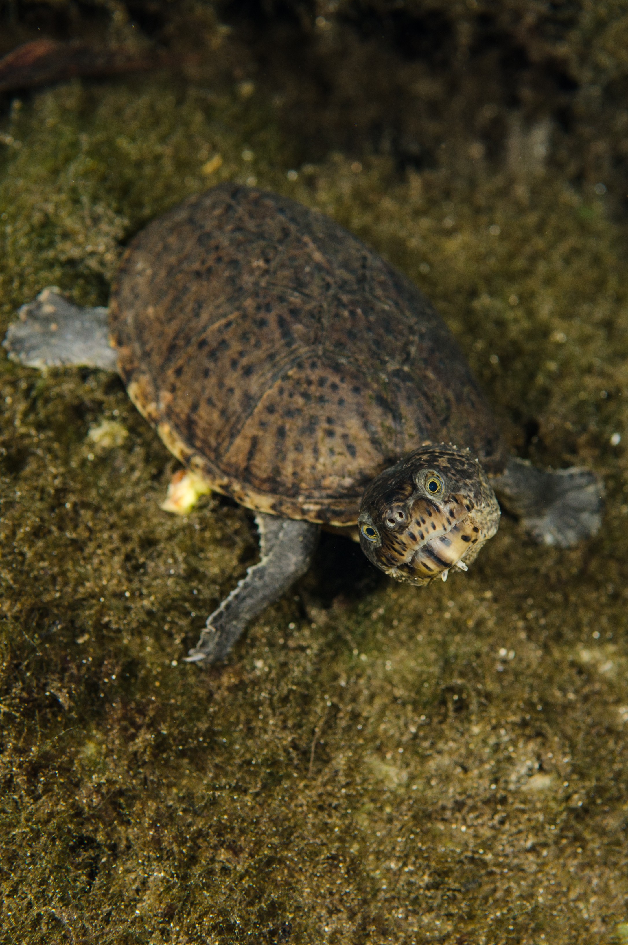 DSC_1458 – snapping, turtle, Chelydra, serpentina, florida, spring, stream, Crispin, USA, Florida,