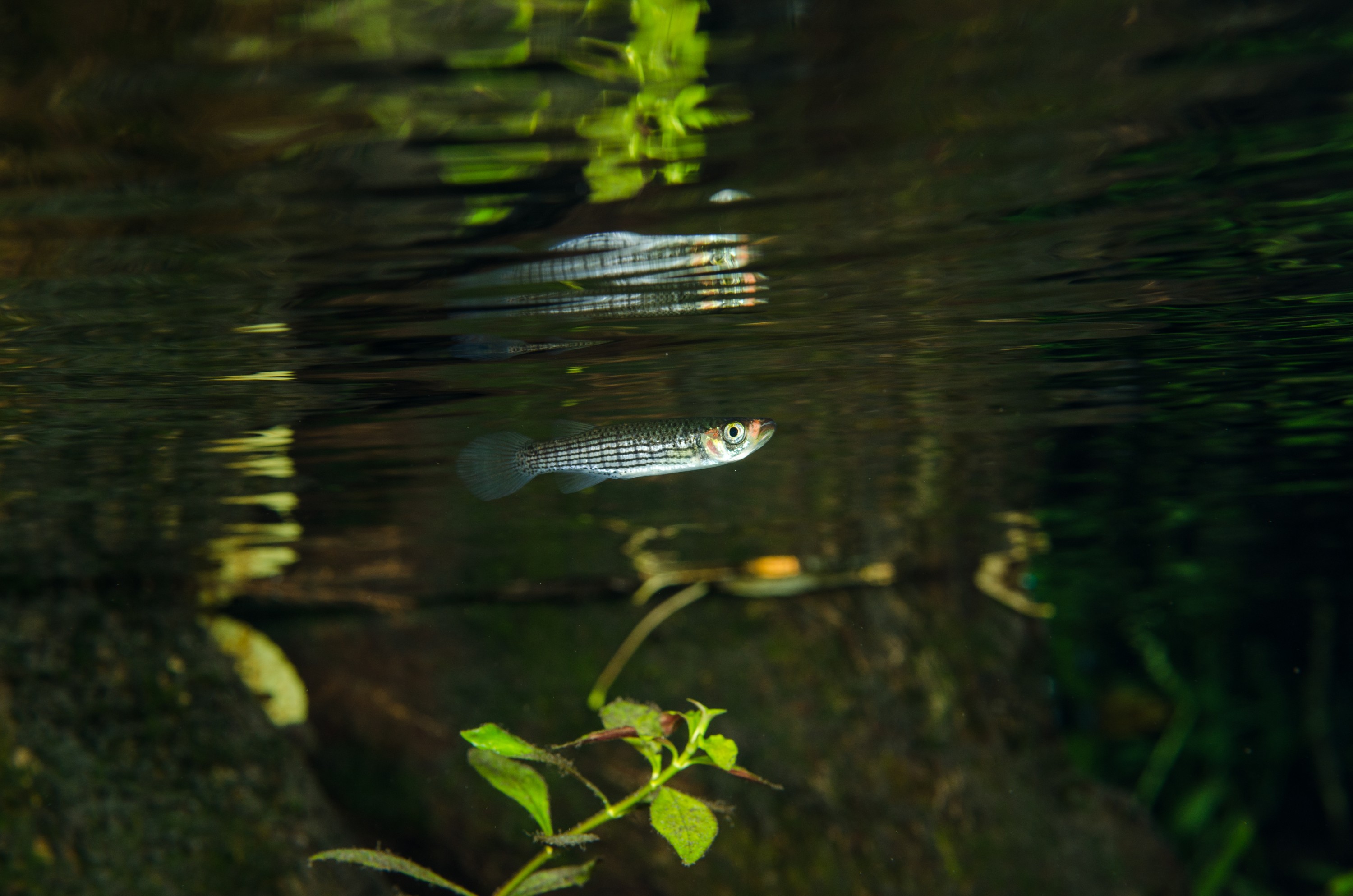 DSC_1488 – Unknown, fish, Ginny, Spring, Florida, river, stream, Crispin, USA, Florida,