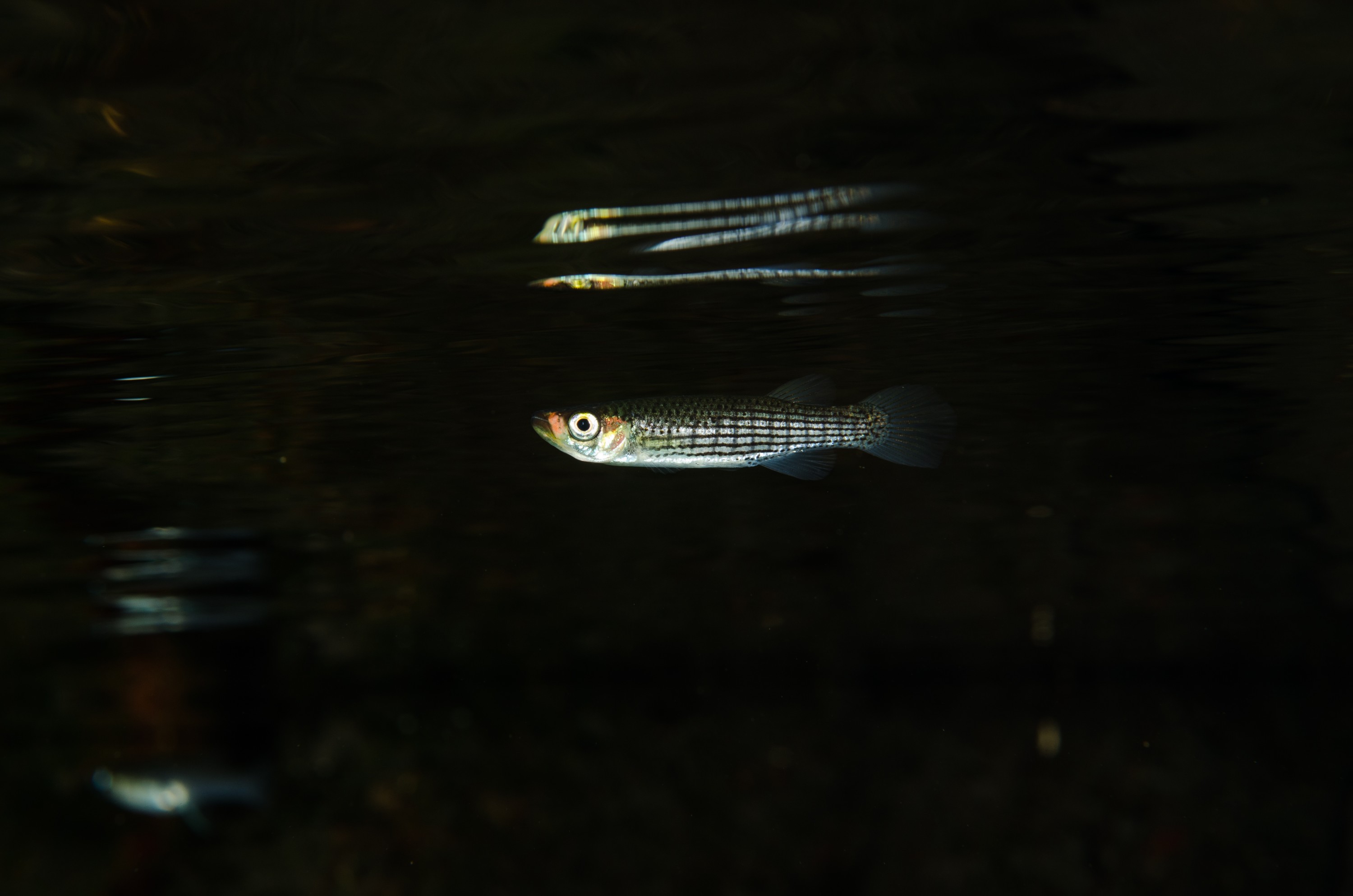 DSC_1490 – Unknown, fish, Ginny, Spring, Florida, river, stream, Crispin, USA, Florida,