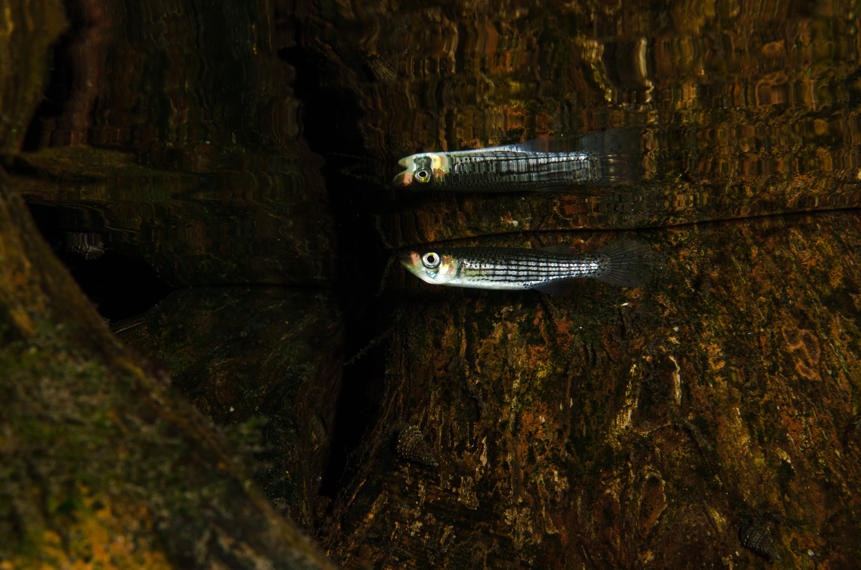 DSC_1496 – Unknown, fish, Ginny, Spring, Florida, river, stream, Crispin, USA, Florida,