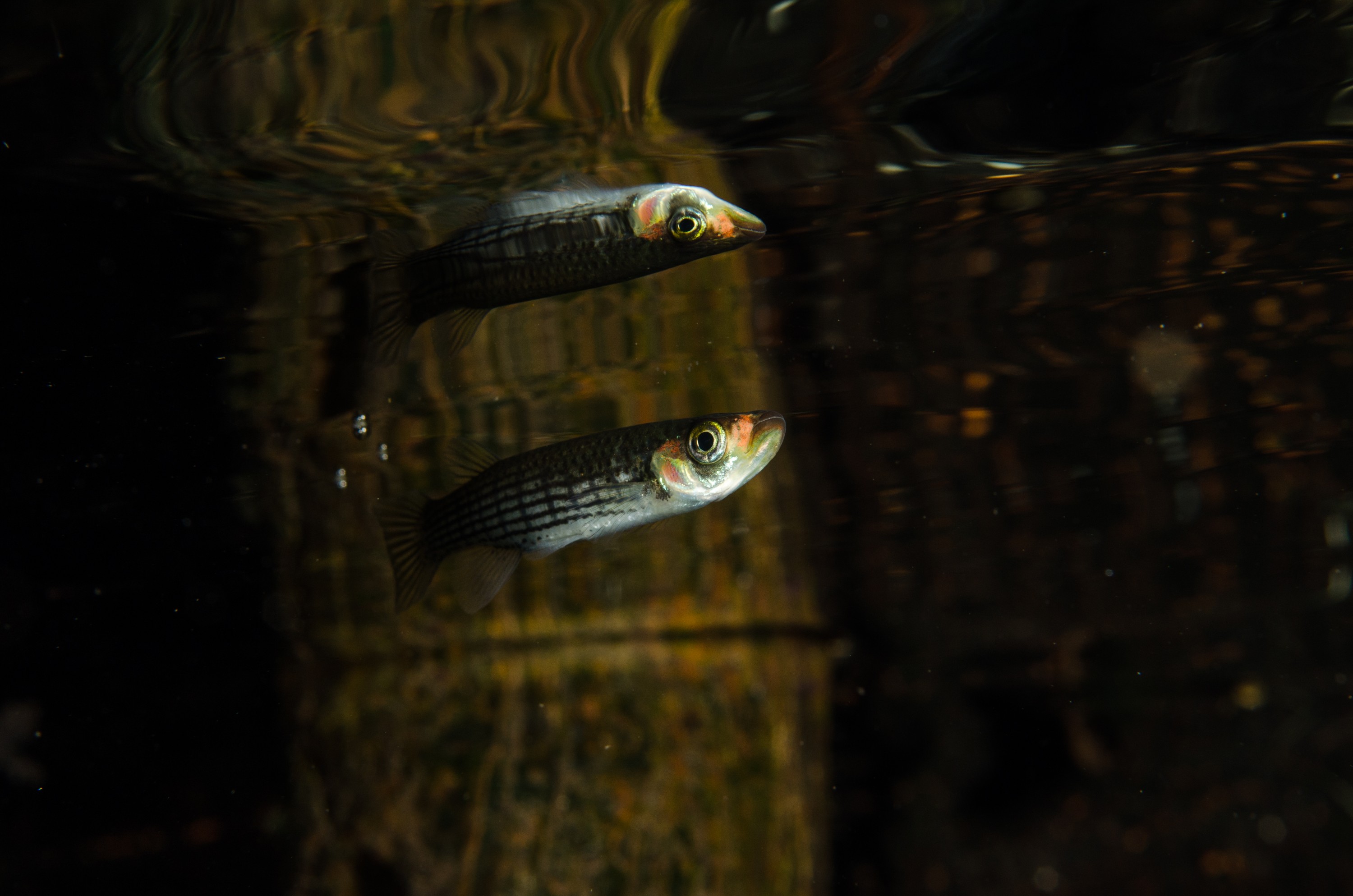 DSC_1502 – Unknown, fish, Ginny, Spring, Florida, river, stream, Crispin, USA, Florida,