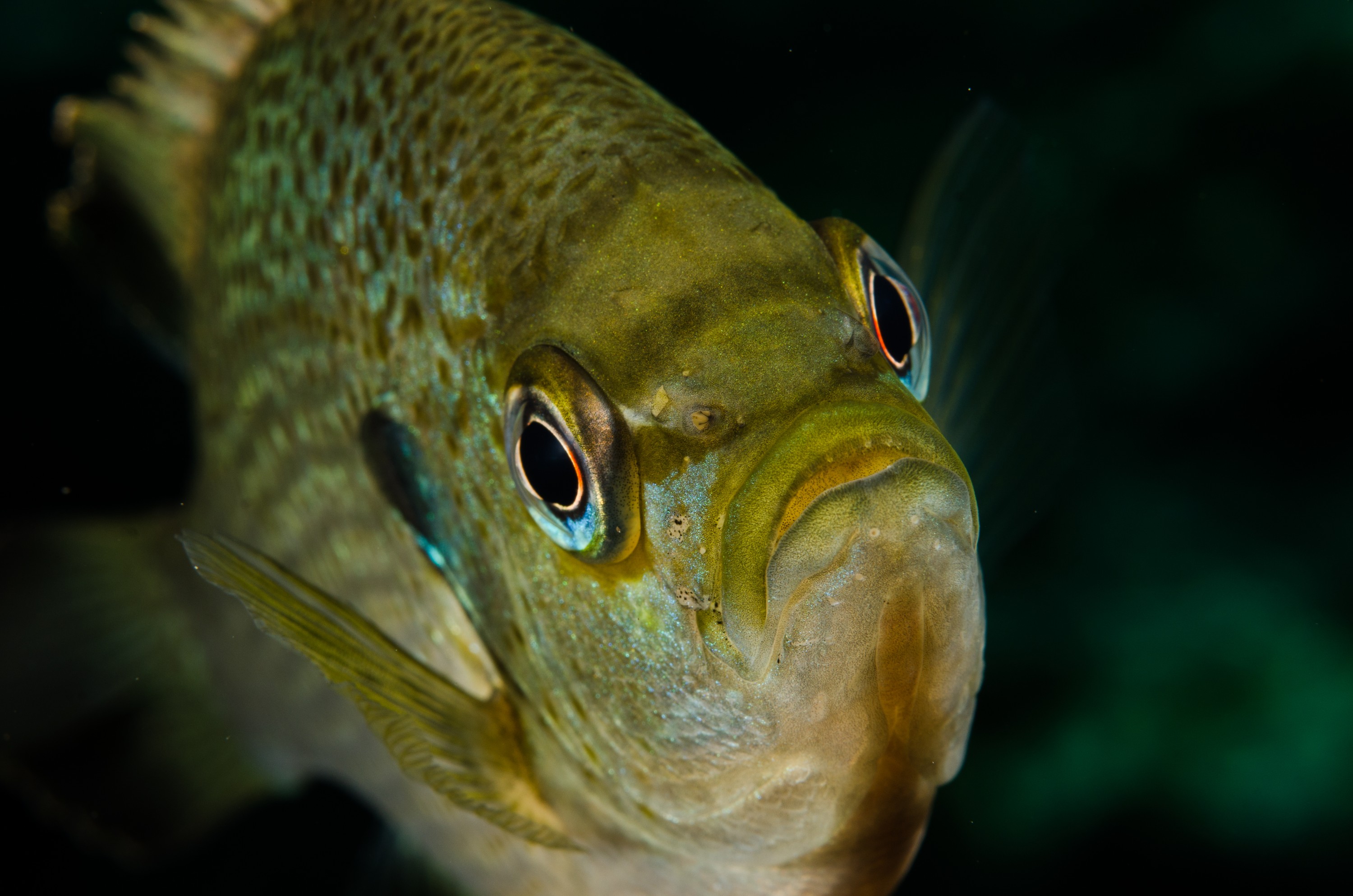 DSC_1690 – Florida stream, clear, freshwater, stream, river, Lepomis, macrochirus, bluegill, blue, gill, Crispin, USA, Florida,