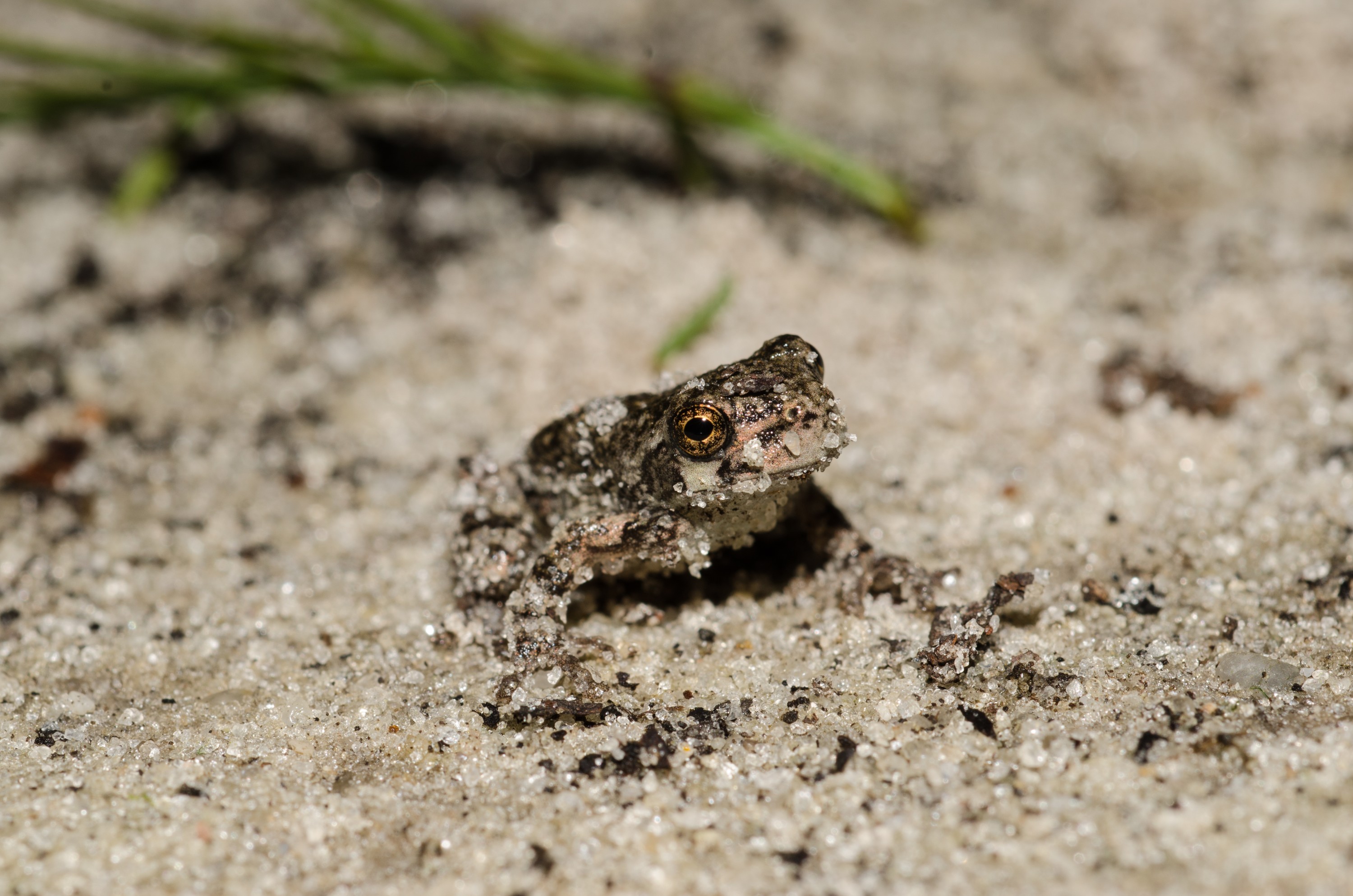 DSC_1706 – Frog, Ginny, Springs, Florida, Crispin, USA, Florida,