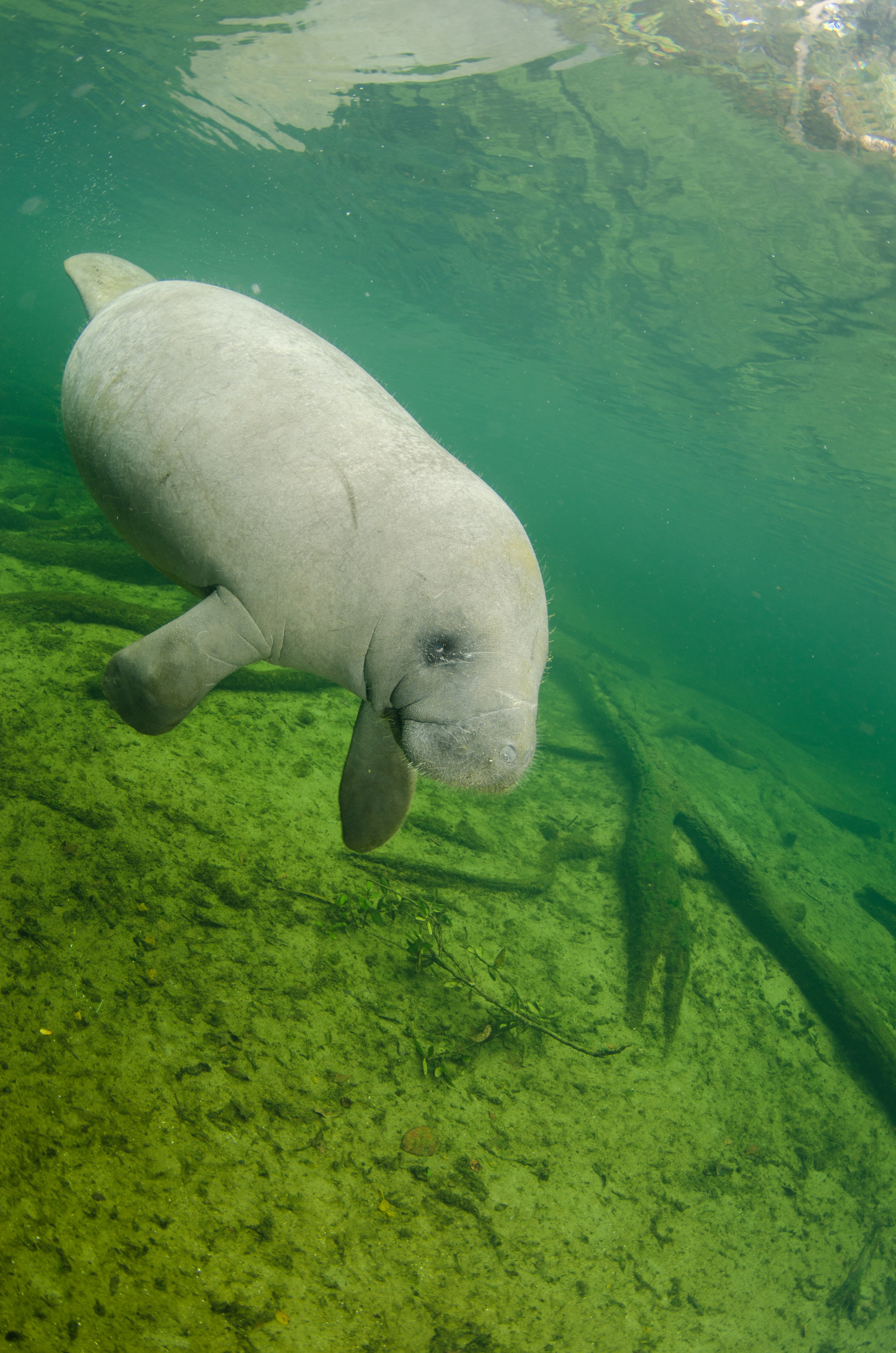 DSC_1855 – Manatee, Florida, Springs, Crispin, USA, Florida,
