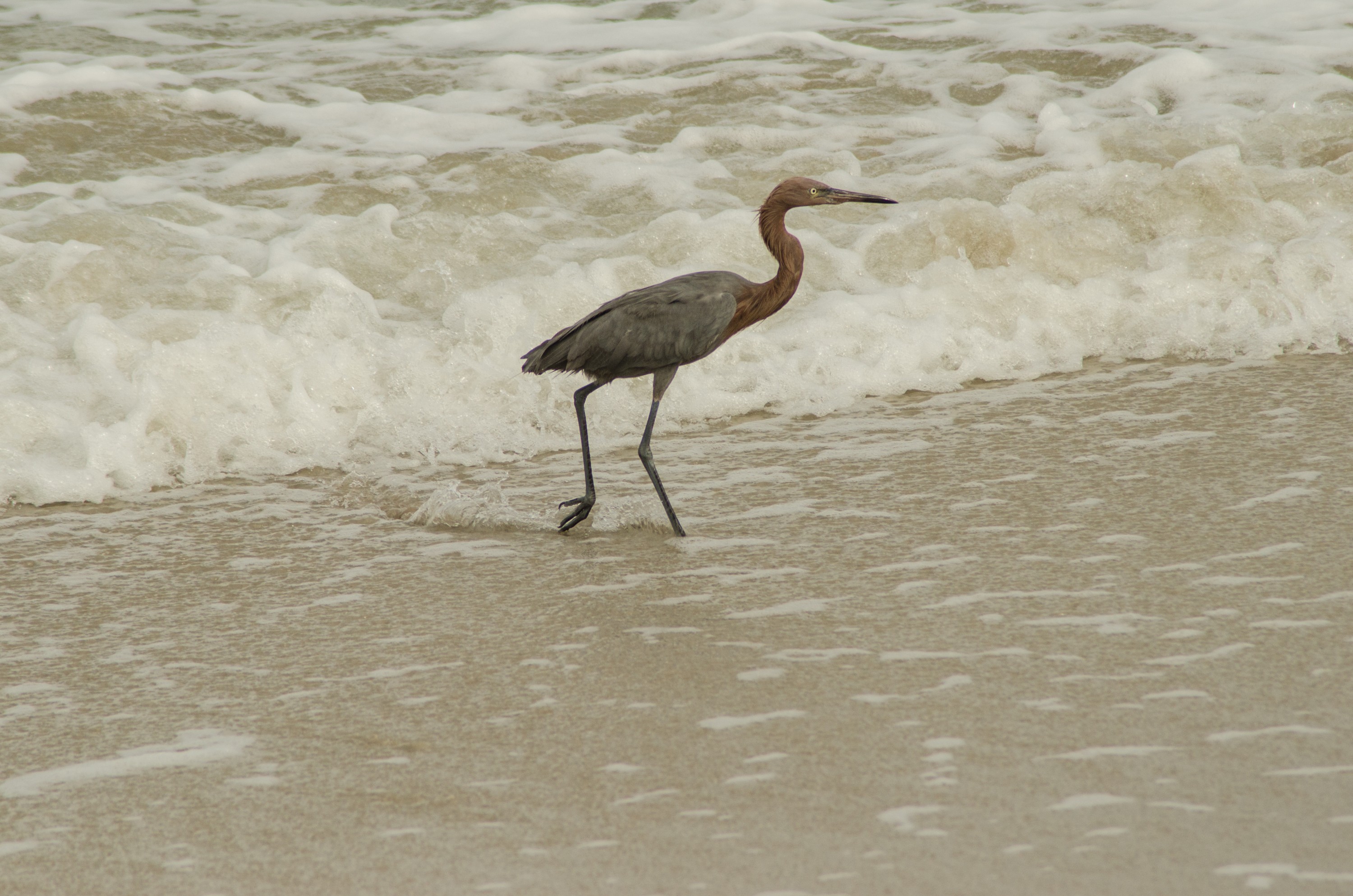DSC_1971 – Blue, Heron, Cape, Canveral, Florida, Crispin, USA, Florida,