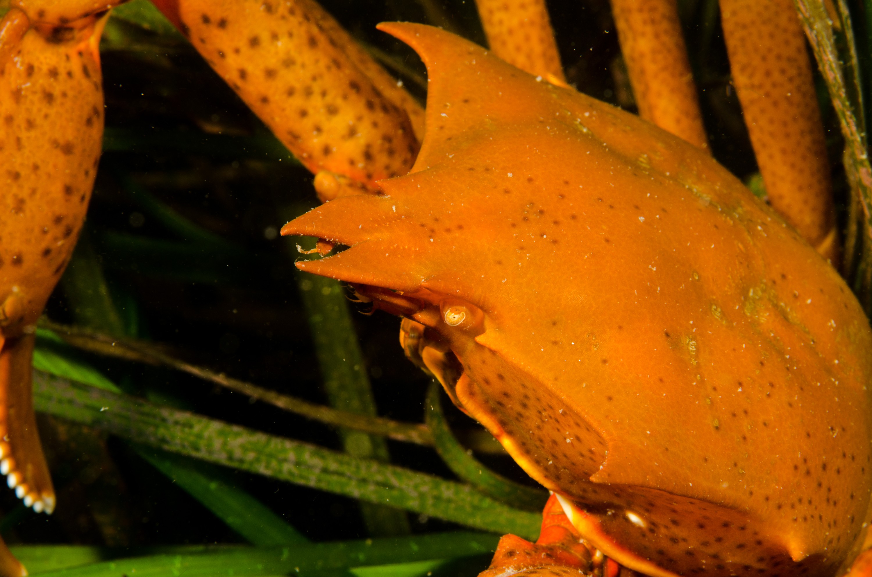 DSC_5353 – Alaska, noaa, kasitsna, bay, laboratory, aaus, crispin, cold, unknown. crab, Underwater, image, photography, marine, life, alaska, important research!