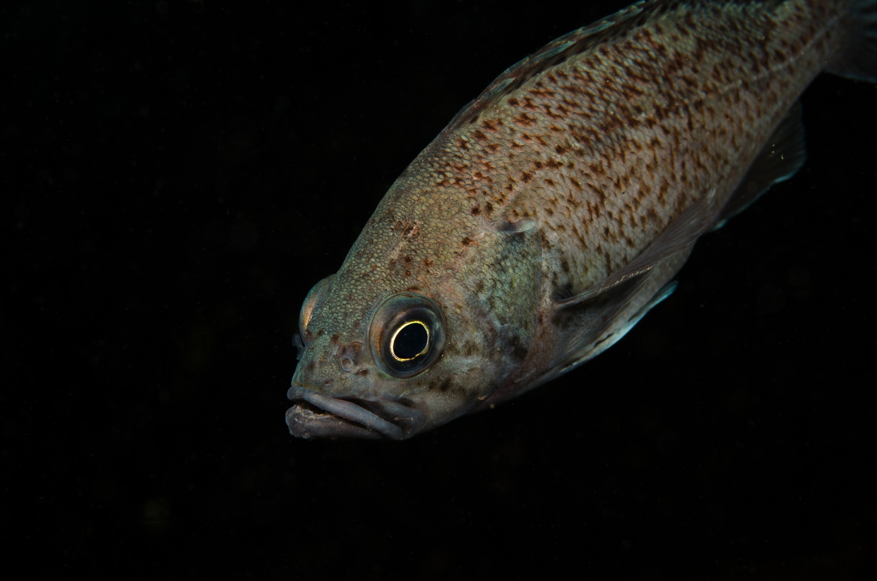 DSC_5387 – Alaska, noaa, kasitsna, bay, laboratory, aaus, crispin, cold, Underwater, image, photography, marine, life, alaska, important research!