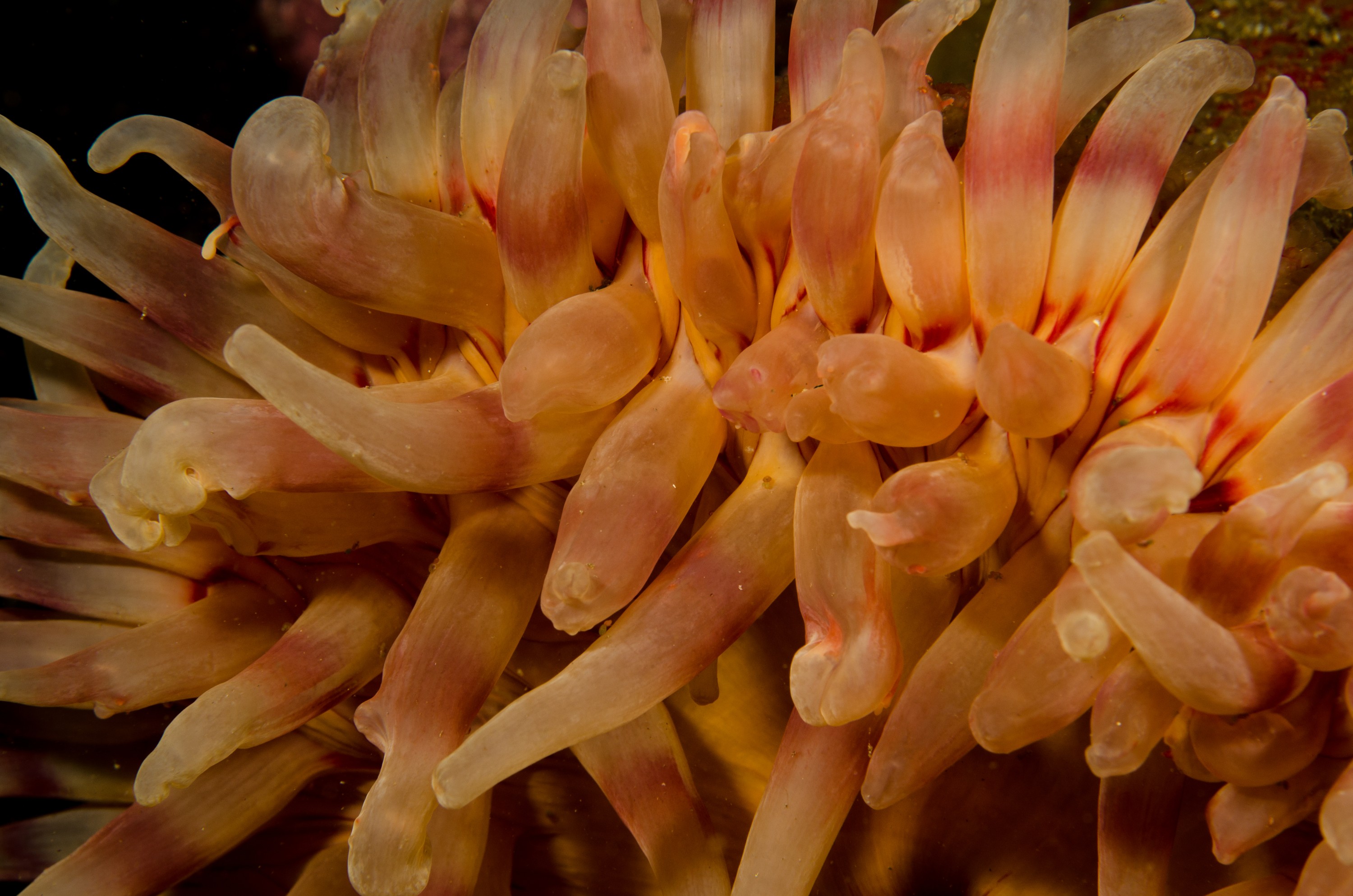 DSC_5410 – Alaska, noaa, kasitsna, bay, laboratory, aaus, crispin, cold, Underwater, image, photography, marine, life, alaska, important research!