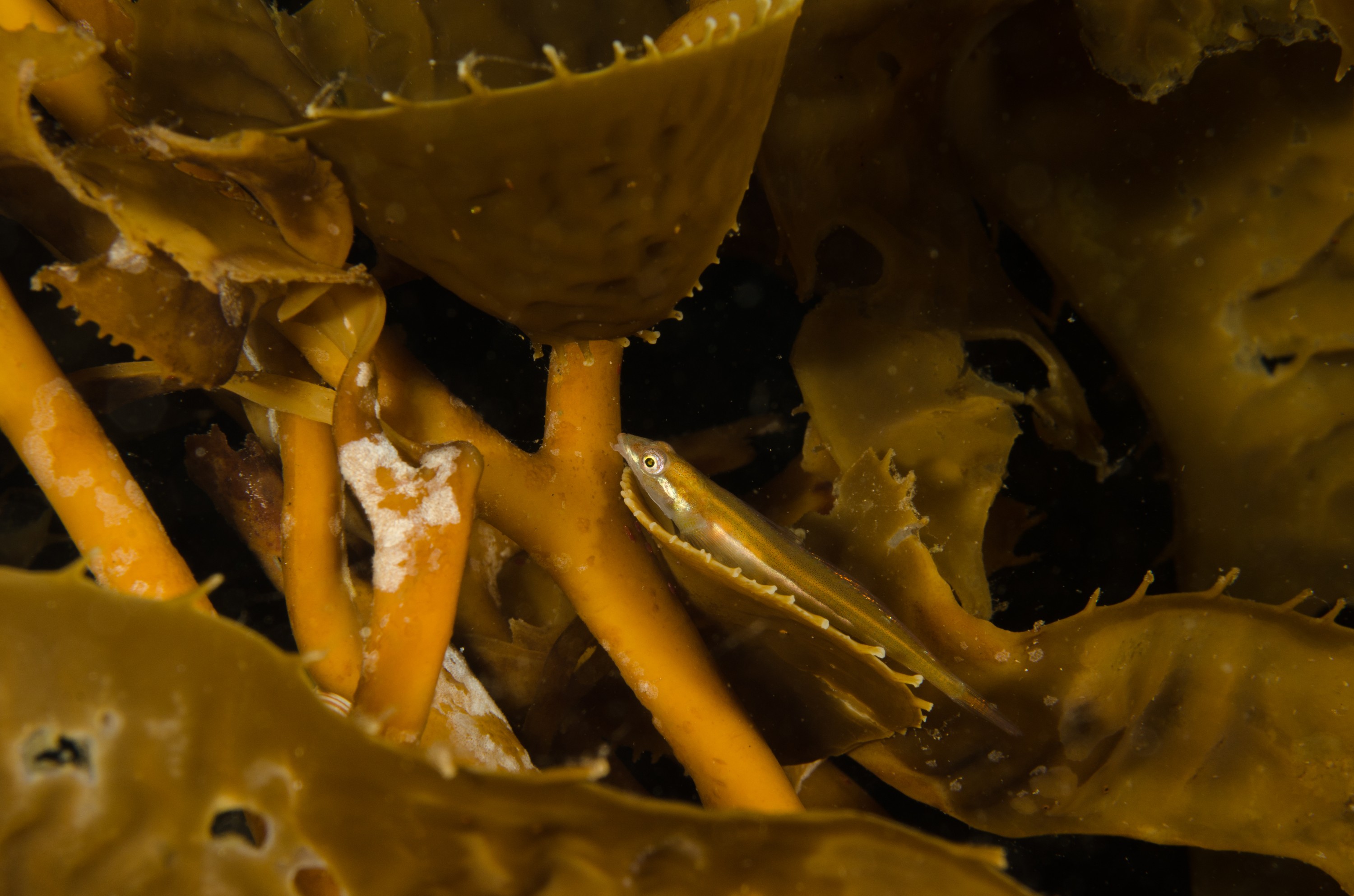 DSC_5419 – Alaska, noaa, kasitsna, bay, laboratory, aaus, crispin, cold, Underwater, image, photography, marine, life, alaska, important research!