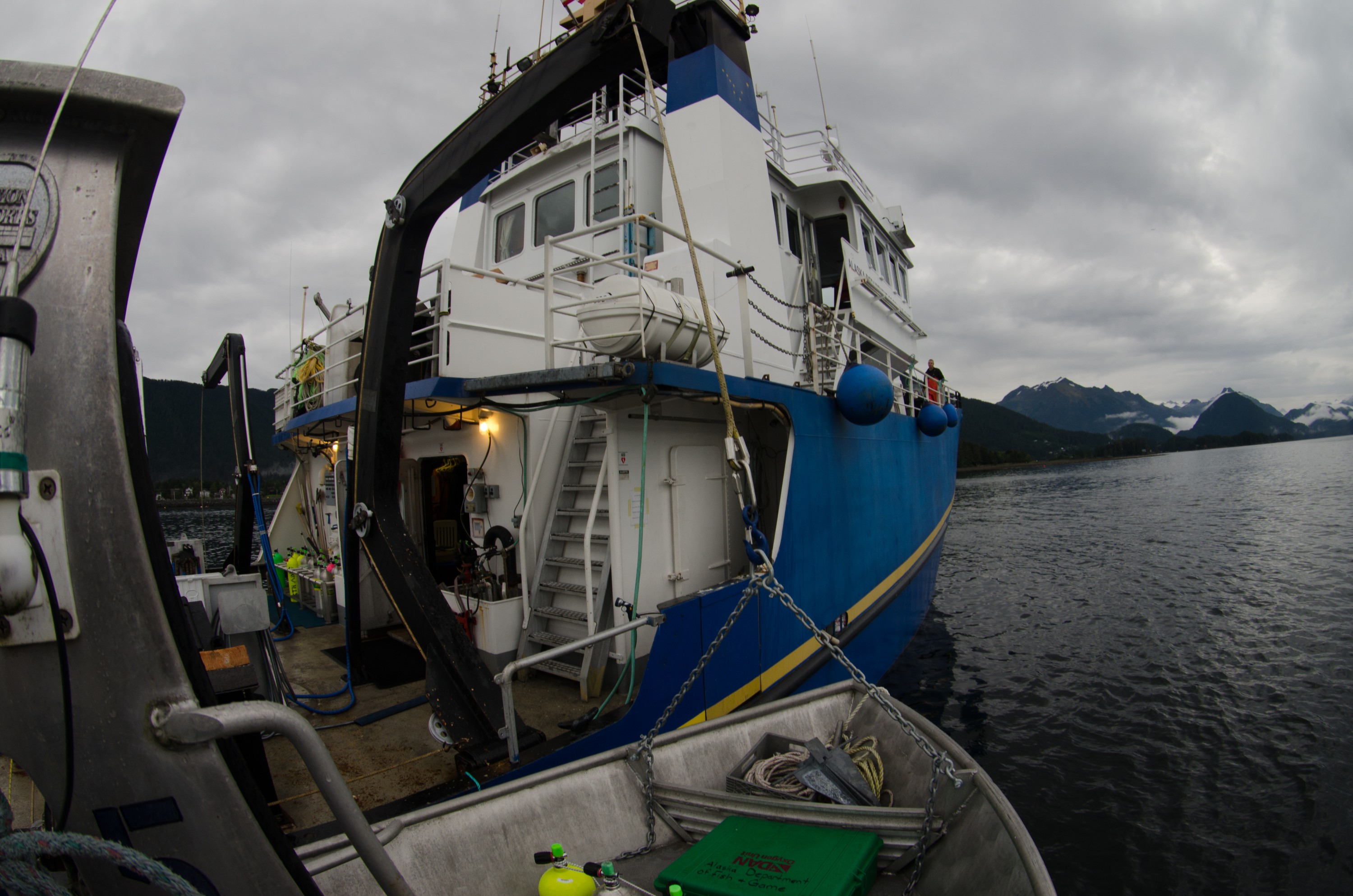 DSC_5446 – Alaska, noaa, kasitsna, bay, laboratory, aaus, crispin, cold, Underwater, image, photography, marine, life, alaska, important research!