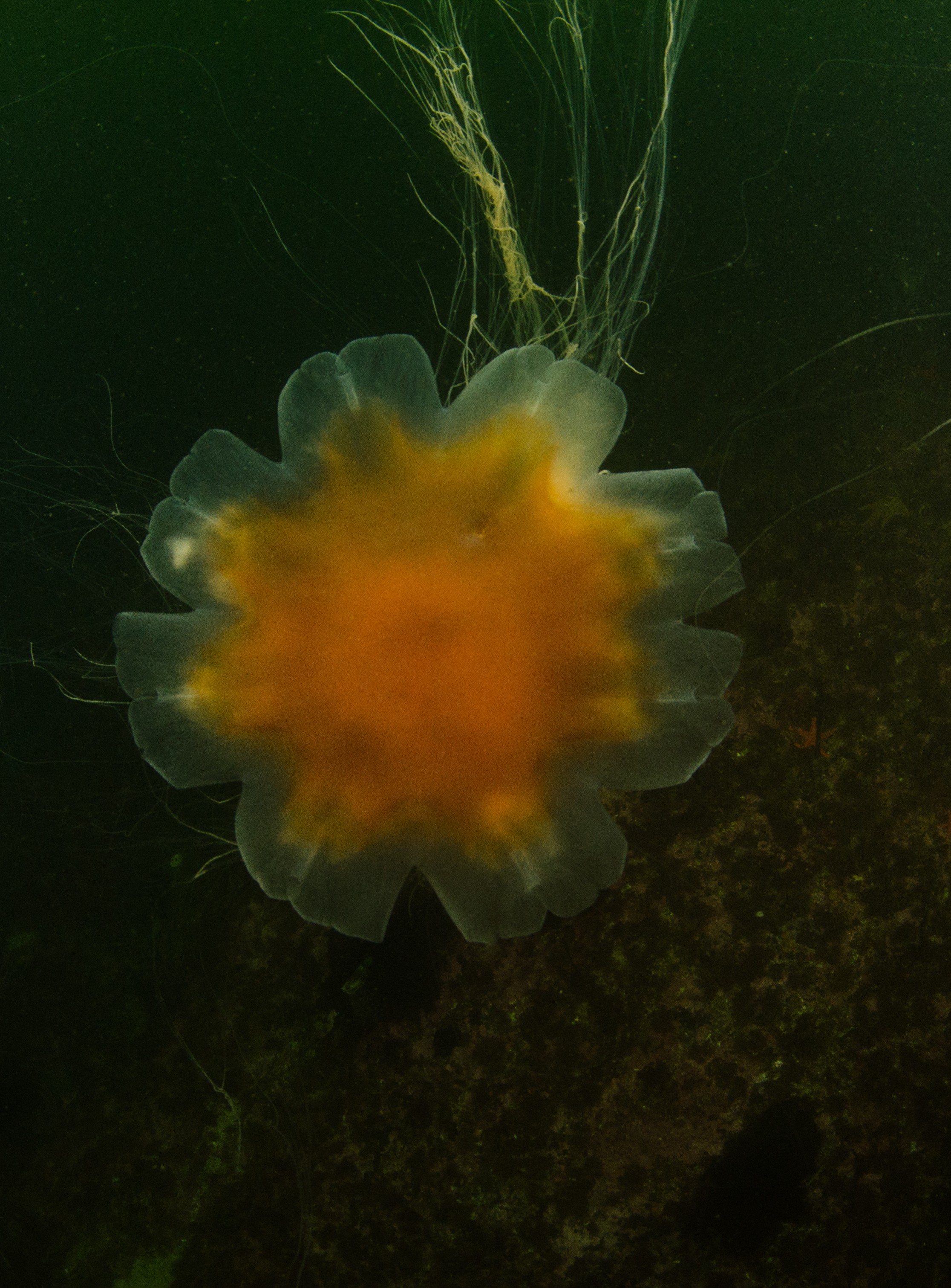 DSC_5552 – Alaska, noaa, kasitsna, bay, laboratory, aaus, crispin, cold, Jellyfish, Jelly, fish, Underwater, image, photography, marine, life, alaska, important research!