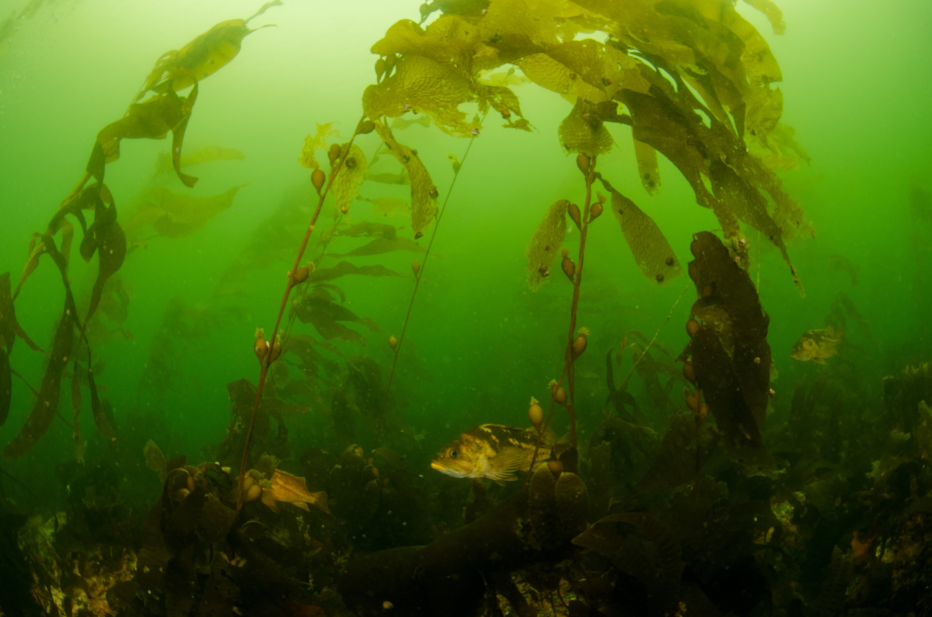 DSC_5604 – Alaska, noaa, kasitsna, bay, laboratory, aaus, crispin, cold, Jellyfish, Jelly, fish, Underwater, image, photography, marine, life, alaska, important research!
