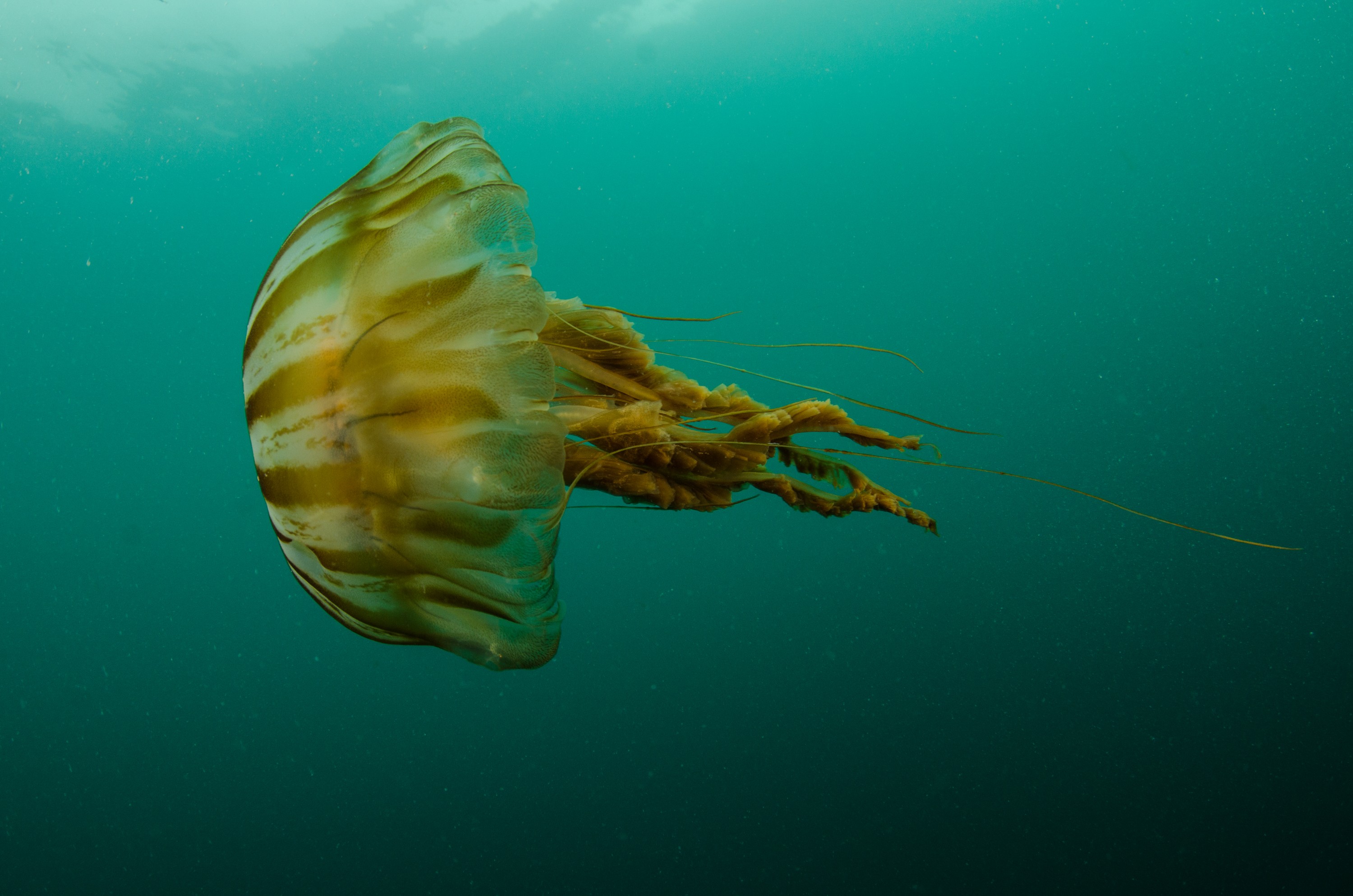 DSC_5728 – Alaska, noaa, kasitsna, bay, laboratory, aaus, crispin, cold, Jellyfish, Jelly, fish, Underwater, image, photography, marine, life, alaska, important research!