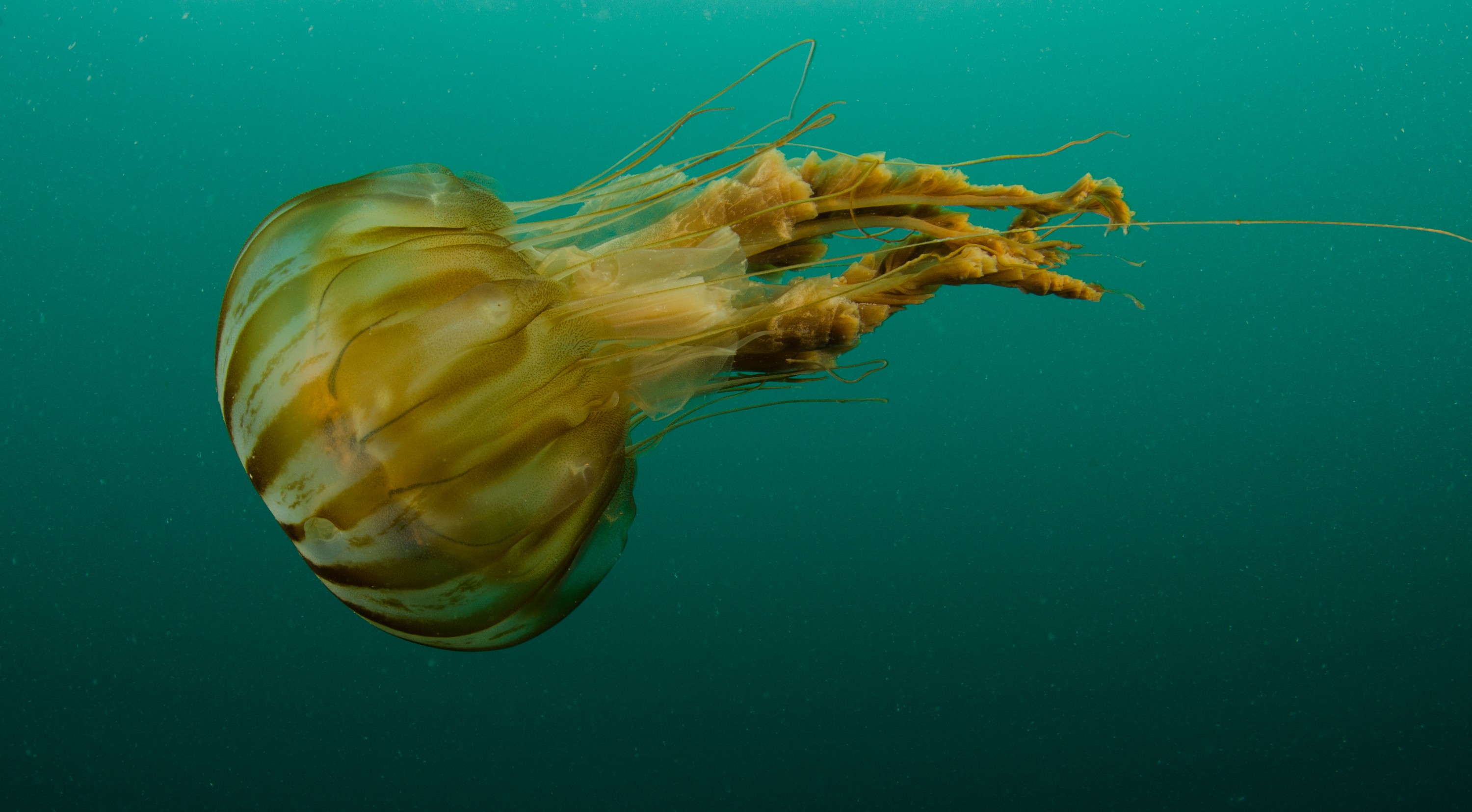 DSC_5729 – Alaska, noaa, kasitsna, bay, laboratory, aaus, crispin, cold, Jellyfish, Jelly, fish, Underwater, image, photography, marine, life, alaska, important research!
