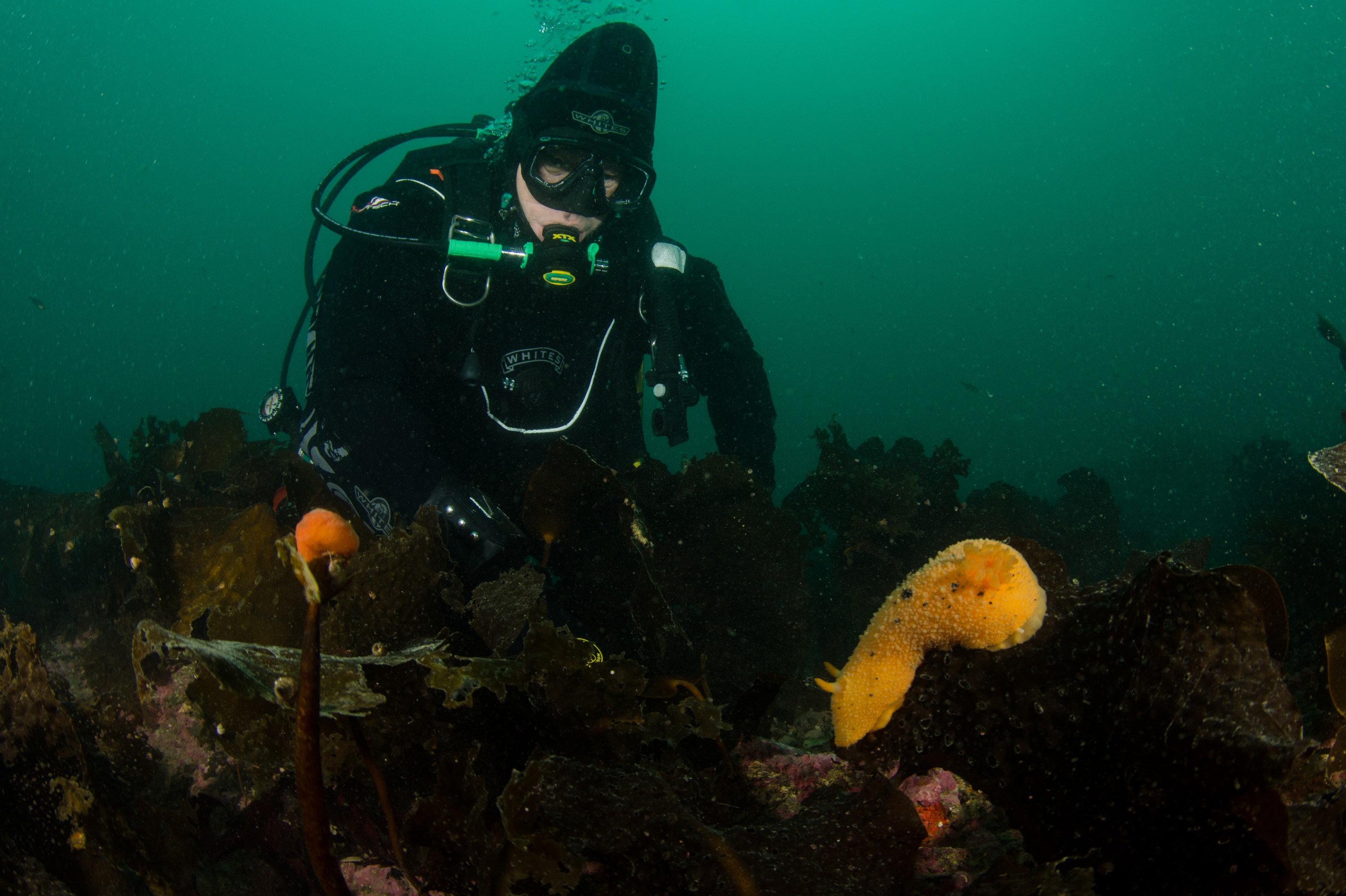 DSC_5775 – Alaska, noaa, kasitsna, bay, laboratory, aaus, crispin, cold, Underwater, image, photography, marine, life, alaska, important research!