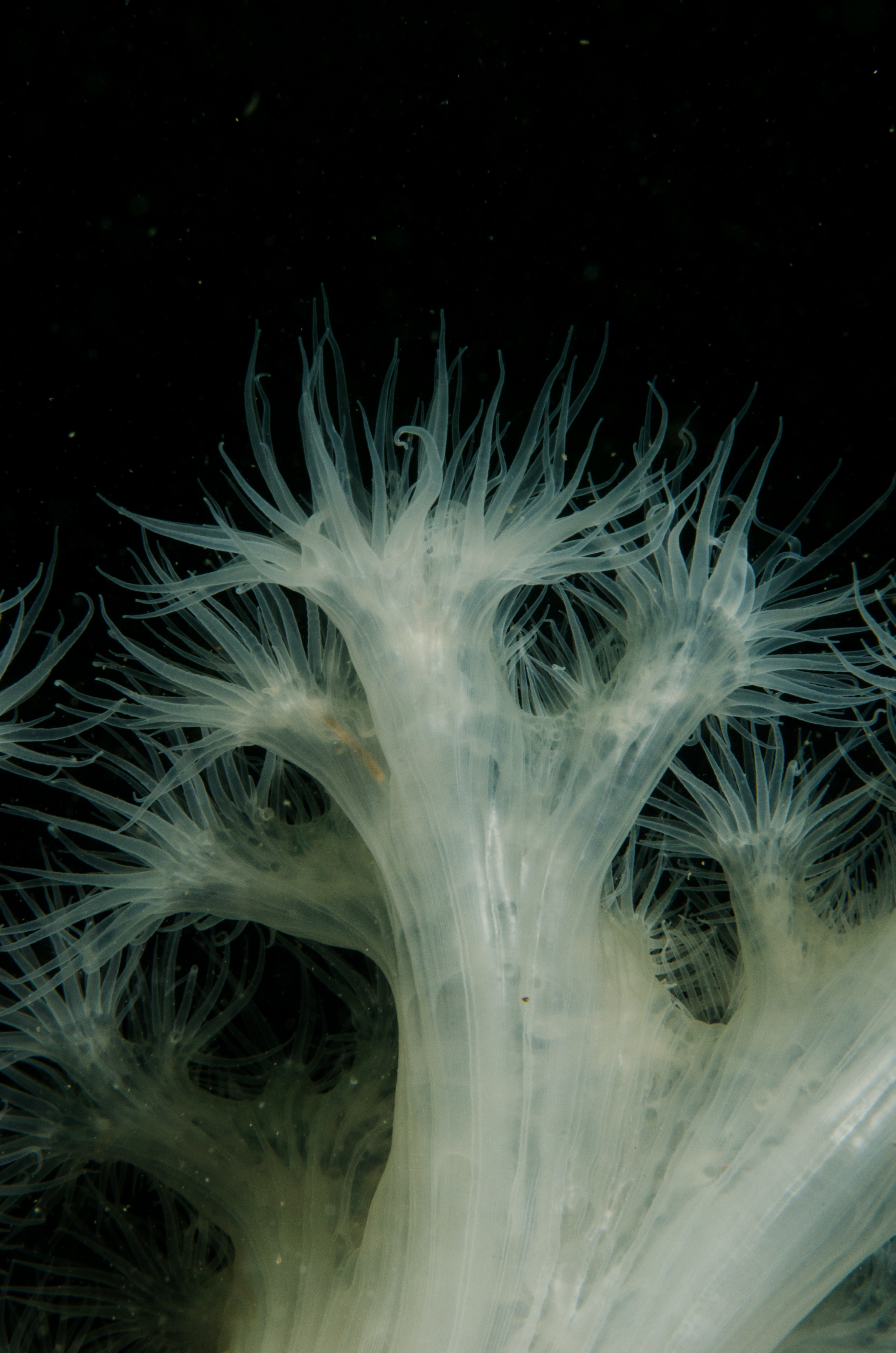 DSC_5876 – Alaska, noaa, kasitsna, bay, laboratory, aaus, crispin, cold, plumose, anemone, Underwater, image, photography, marine, life, alaska, important research!