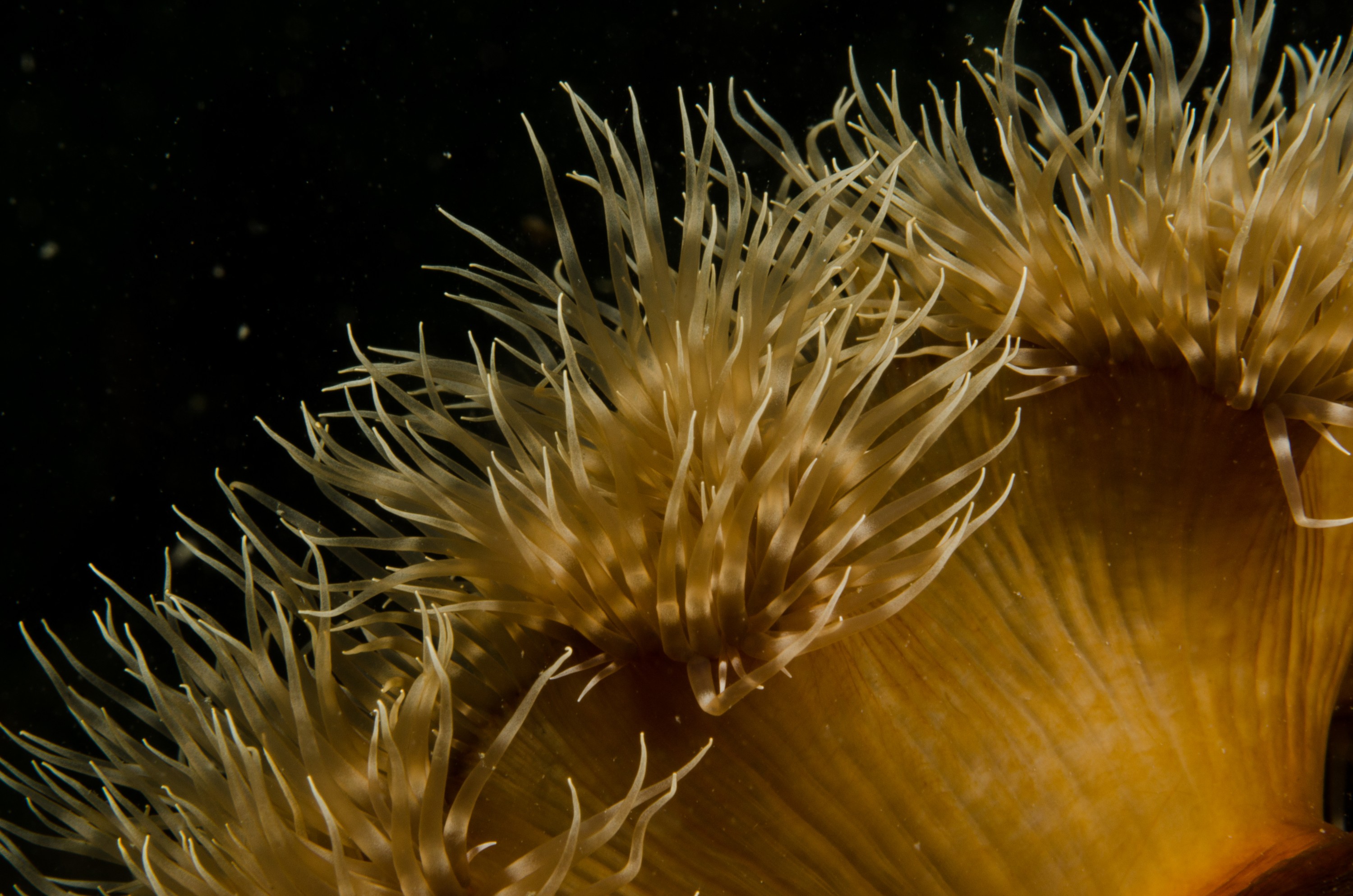 DSC_5893 – Alaska, noaa, kasitsna, bay, laboratory, aaus, crispin, cold, Underwater, image, photography, marine, life, alaska, important research!