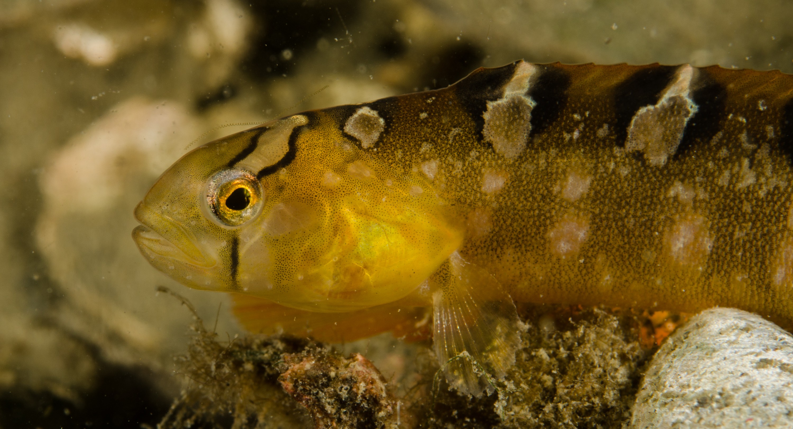 DSC_5939 – Alaska, noaa, kasitsna, bay, laboratory, aaus, crispin, cold, Underwater, image, photography, marine, life, alaska, important research!
