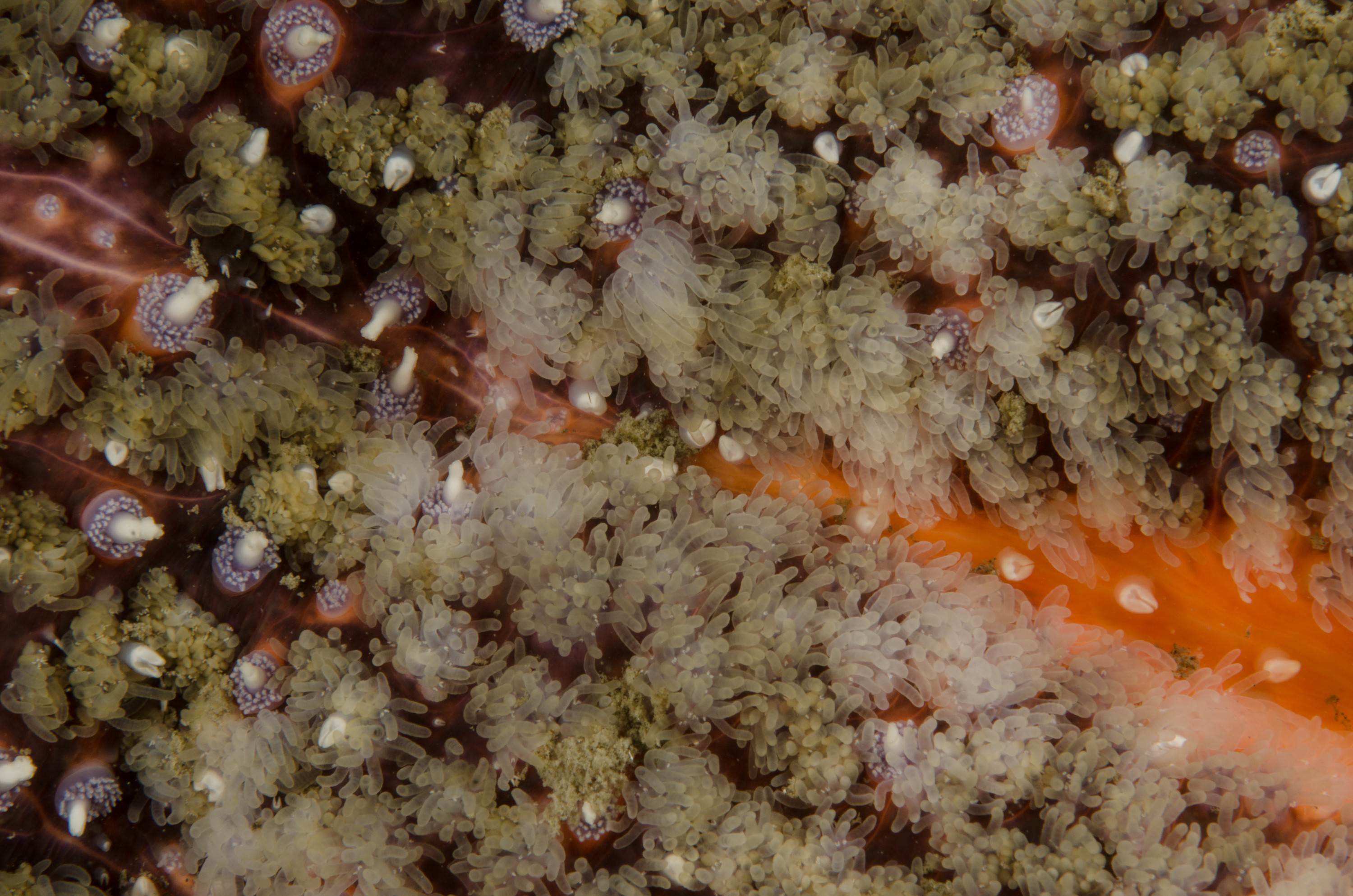 DSC_5949 – Alaska, noaa, kasitsna, bay, laboratory, aaus, crispin, cold, Underwater, image, photography, marine, life, alaska, important research!