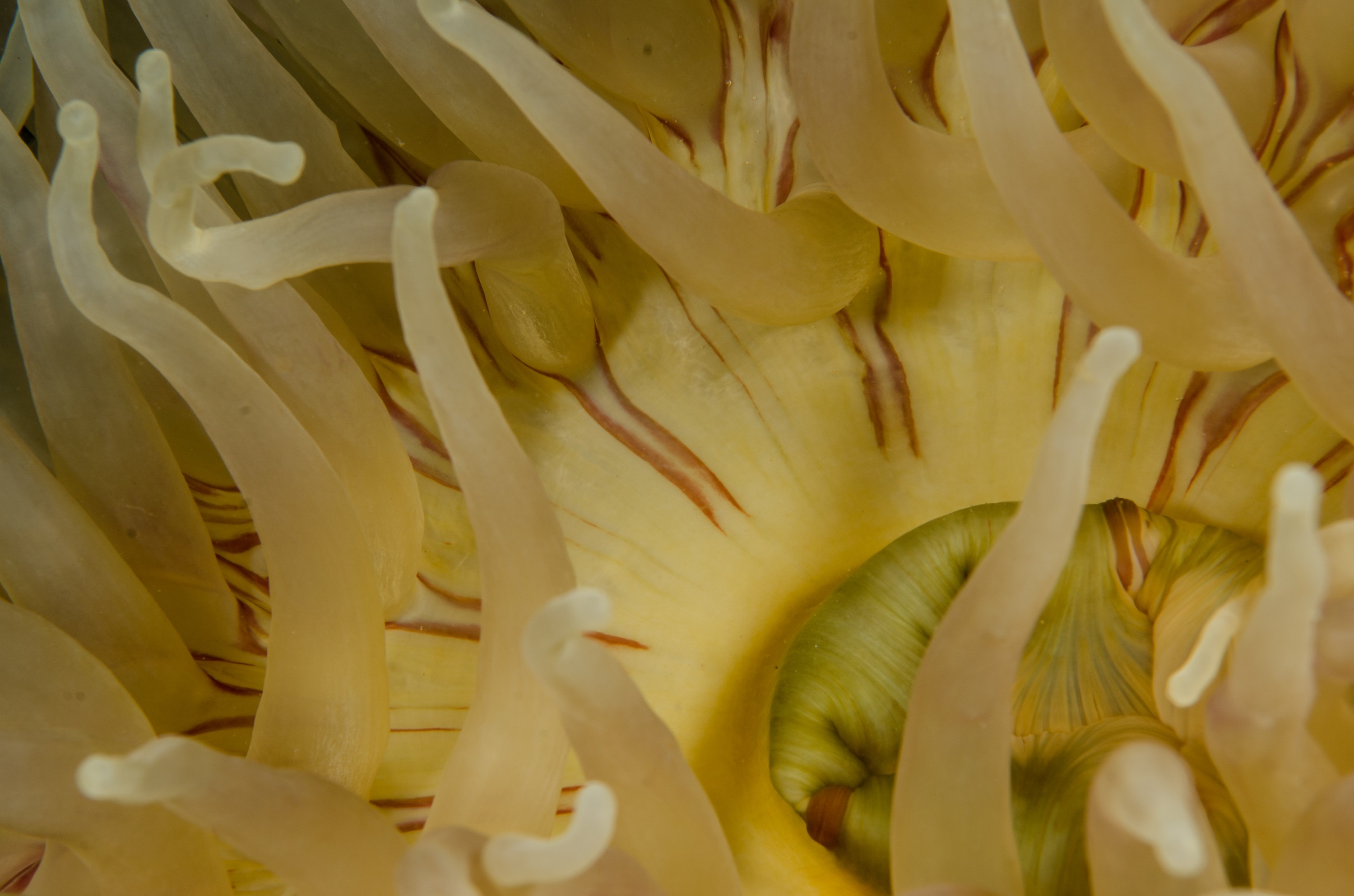 DSC_5973 – Alaska, noaa, kasitsna, bay, laboratory, aaus, crispin, cold, Underwater, image, photography, marine, life, alaska, important research!