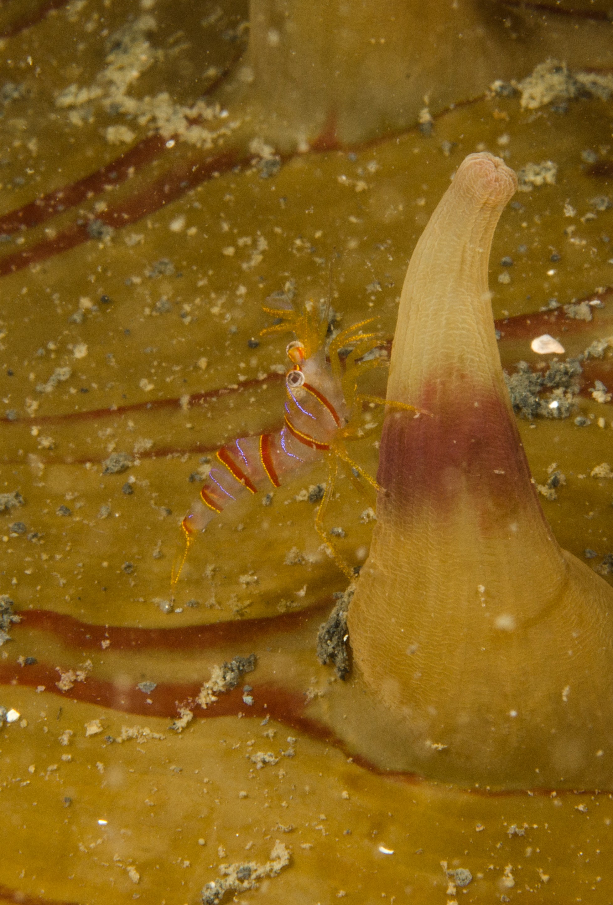 DSC_6082 – Alaska, noaa, kasitsna, bay, laboratory, aaus, crispin, cold, Underwater, image, photography, marine, life, alaska, important research!