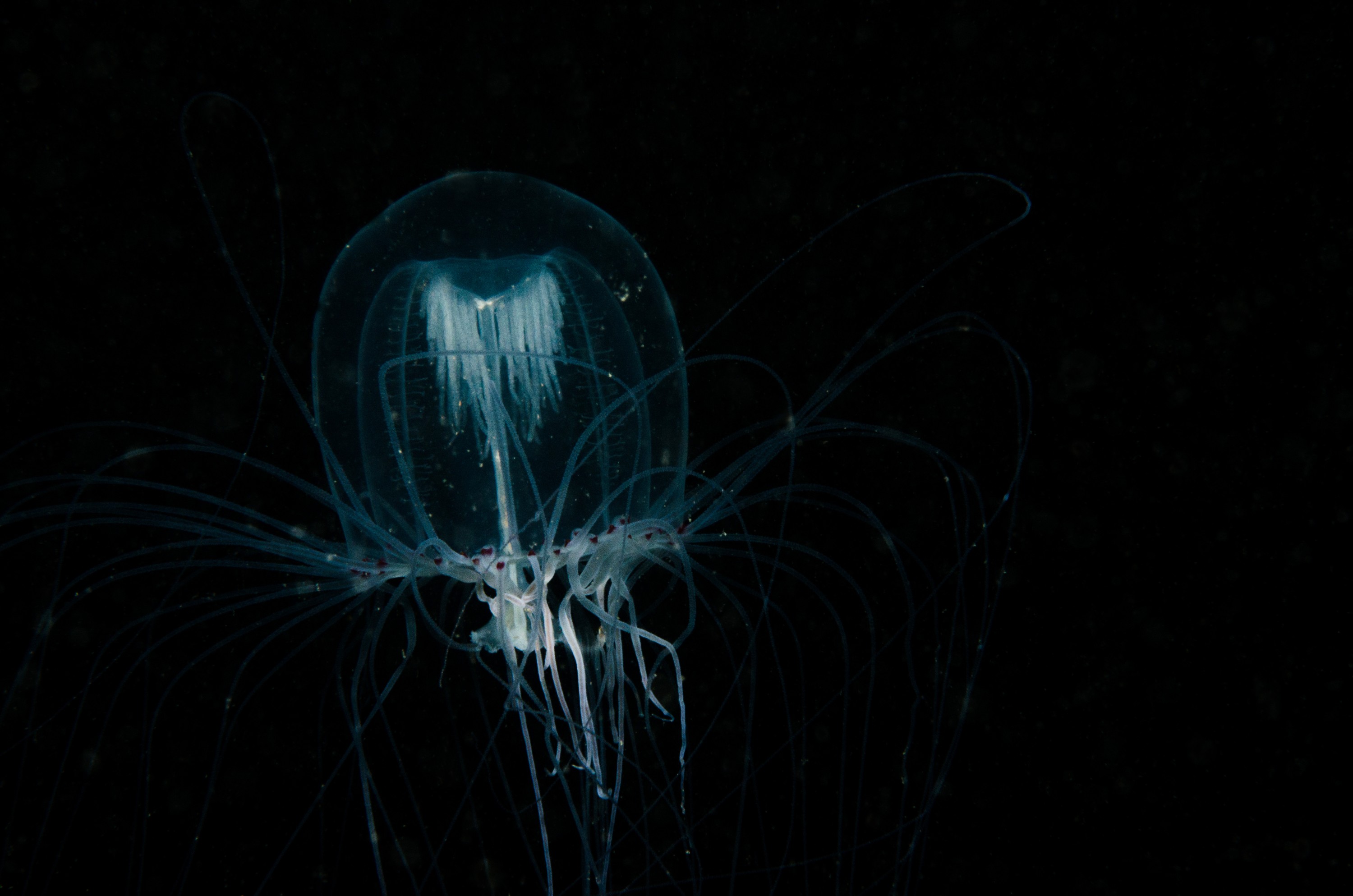 DSC_6156 – Alaska, noaa, kasitsna, bay, laboratory, aaus, crispin, cold, Underwater, image, photography, marine, life, alaska, important research!