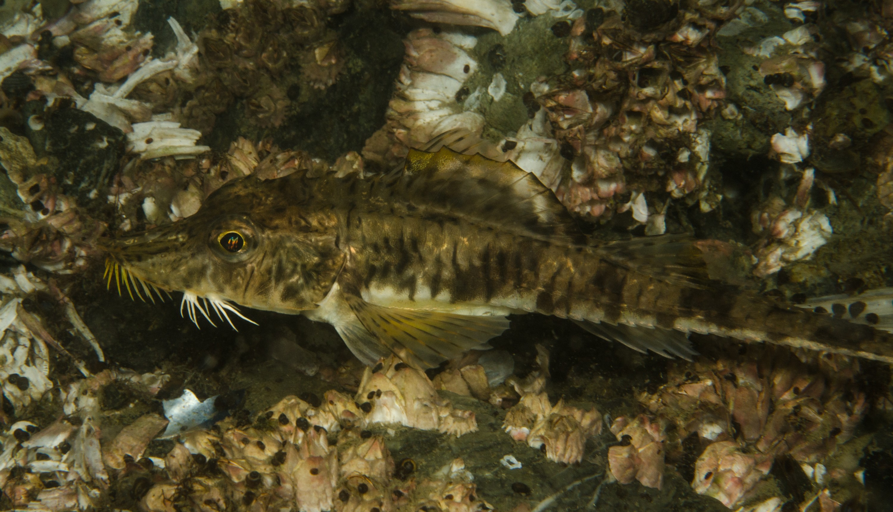 DSC_6160 – Alaska, noaa, kasitsna, bay, laboratory, aaus, crispin, cold, Underwater, image, photography, marine, life, alaska, important research!