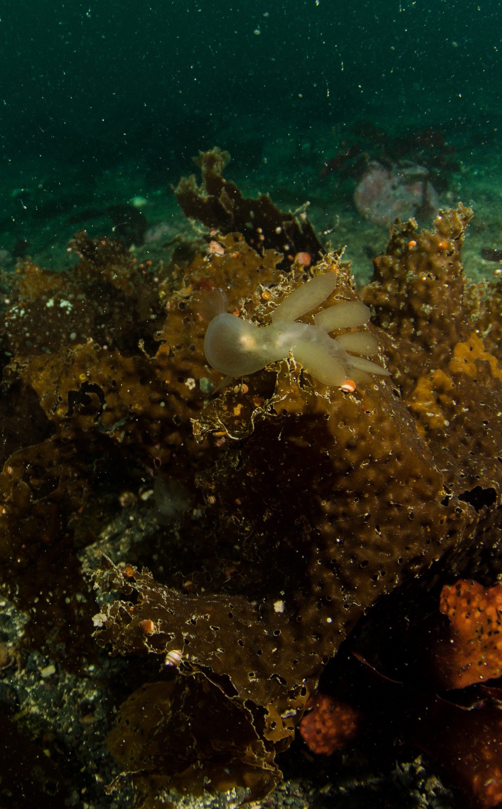DSC_6183 – Alaska, noaa, kasitsna, bay, laboratory, aaus, crispin, cold, Hooded, Nudibranch, Melibe, leonina, Underwater, image, photography, marine, life, alaska, important research!