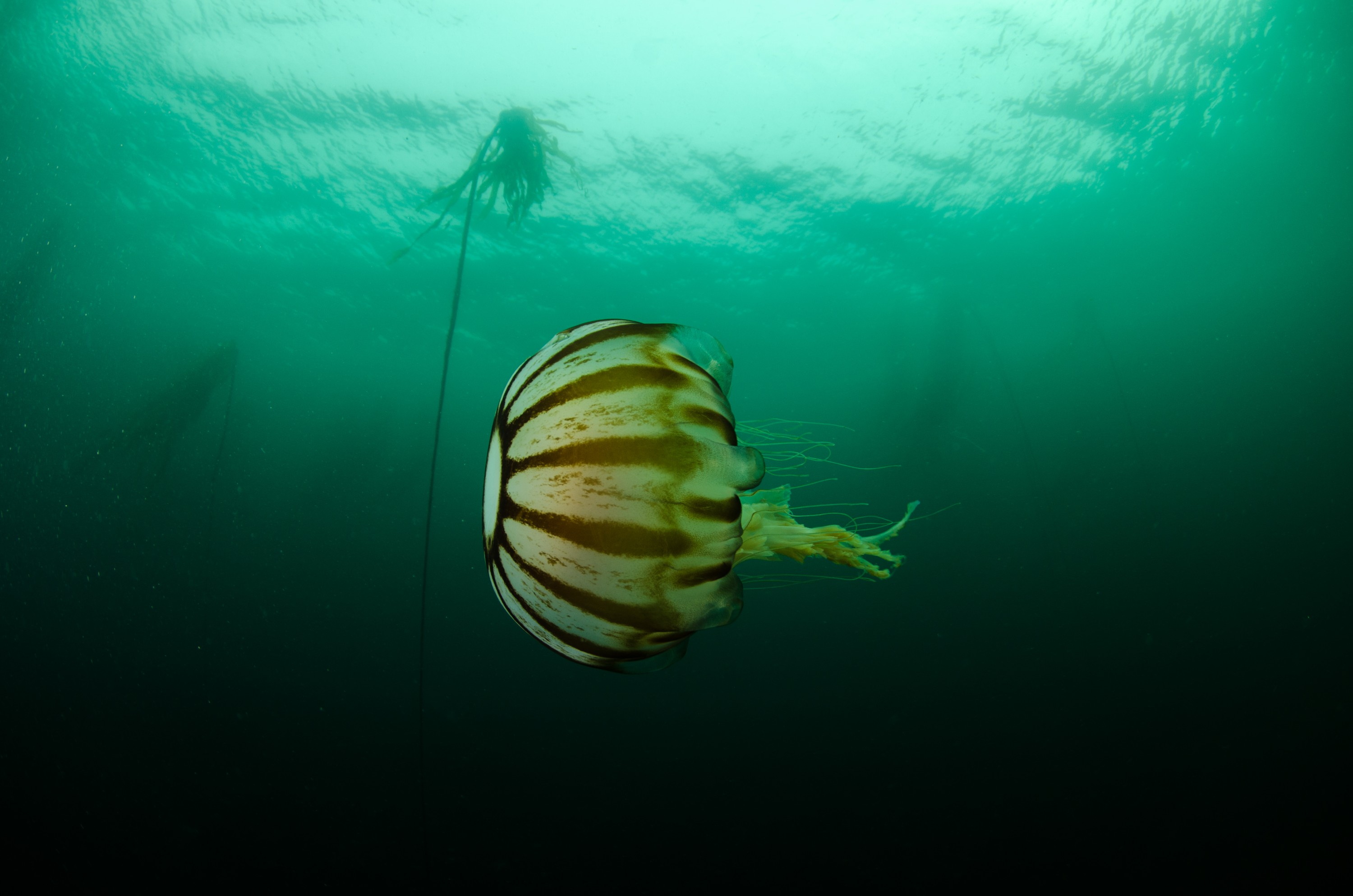 DSC_6228 – Alaska, noaa, kasitsna, bay, laboratory, aaus, crispin, cold, Jelly, fish, jellyfish, Underwater, image, photography, marine, life, alaska, important research!