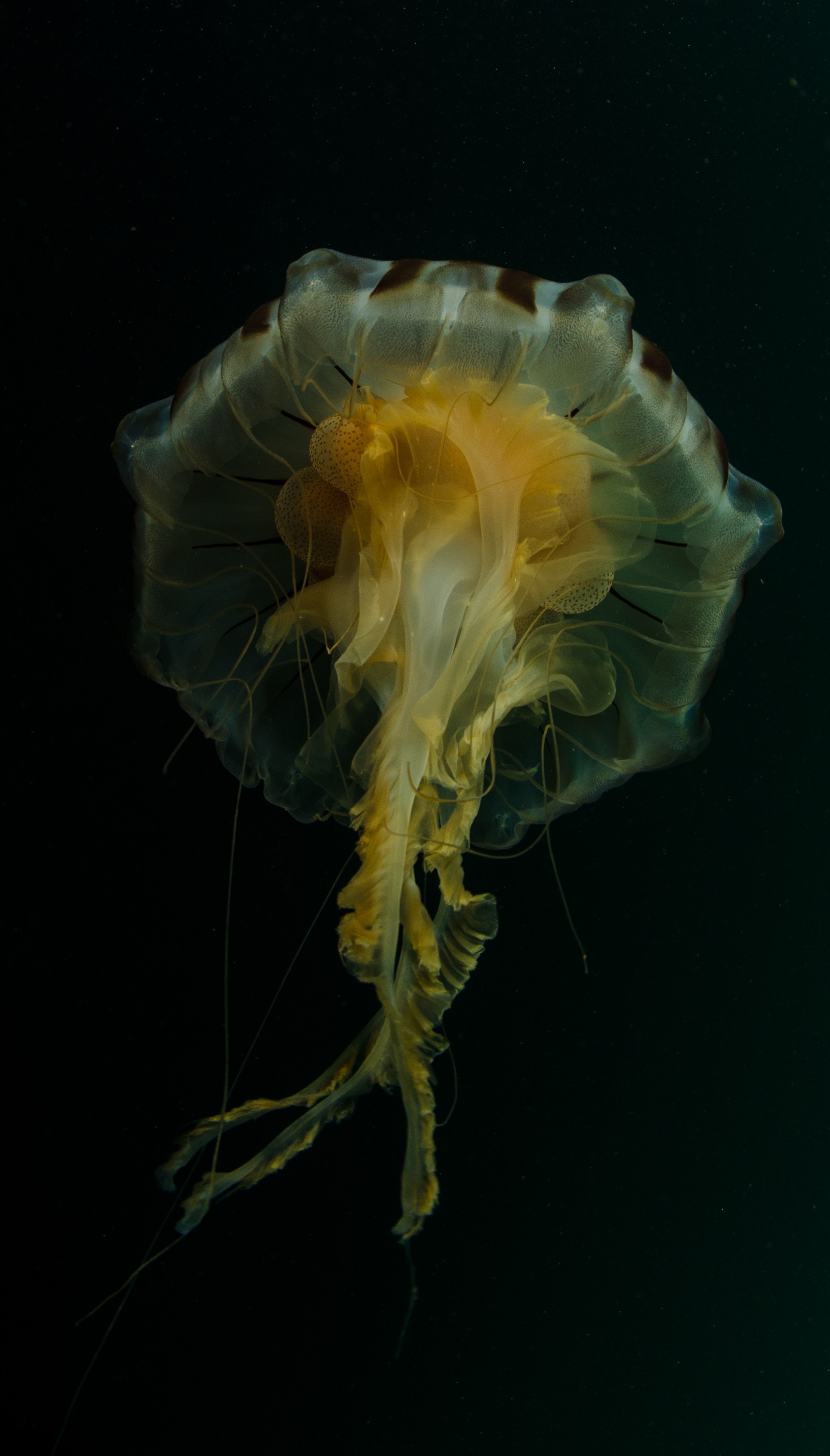 DSC_6240 – Alaska, noaa, kasitsna, bay, laboratory, aaus, crispin, cold, Jelly, fish, jellyfish, Underwater, image, photography, marine, life, alaska, important research!