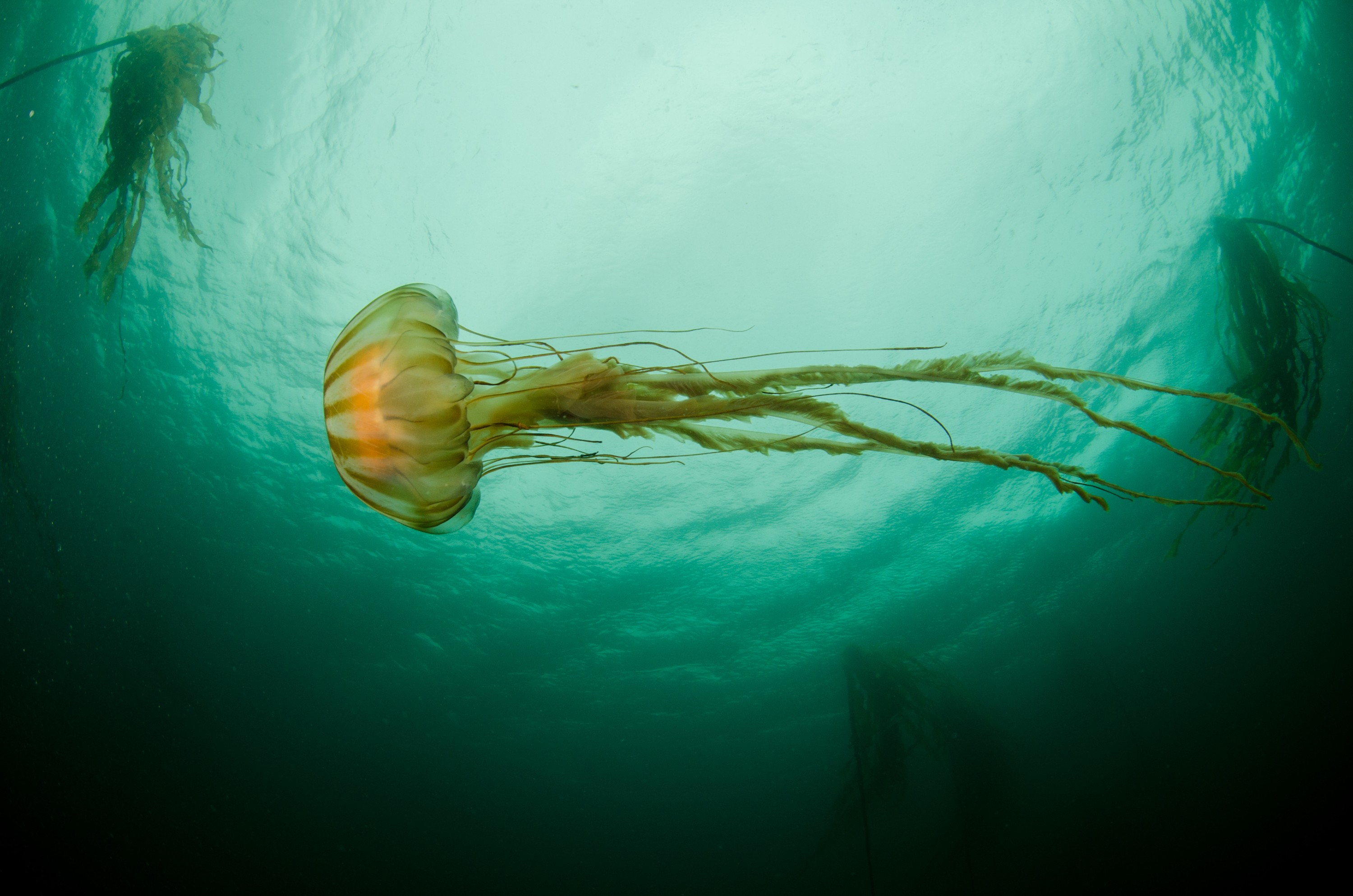 DSC_6252 – Alaska, noaa, kasitsna, bay, laboratory, aaus, crispin, cold, Jelly, fish, jellyfish, Underwater, image, photography, marine, life, alaska, important research!