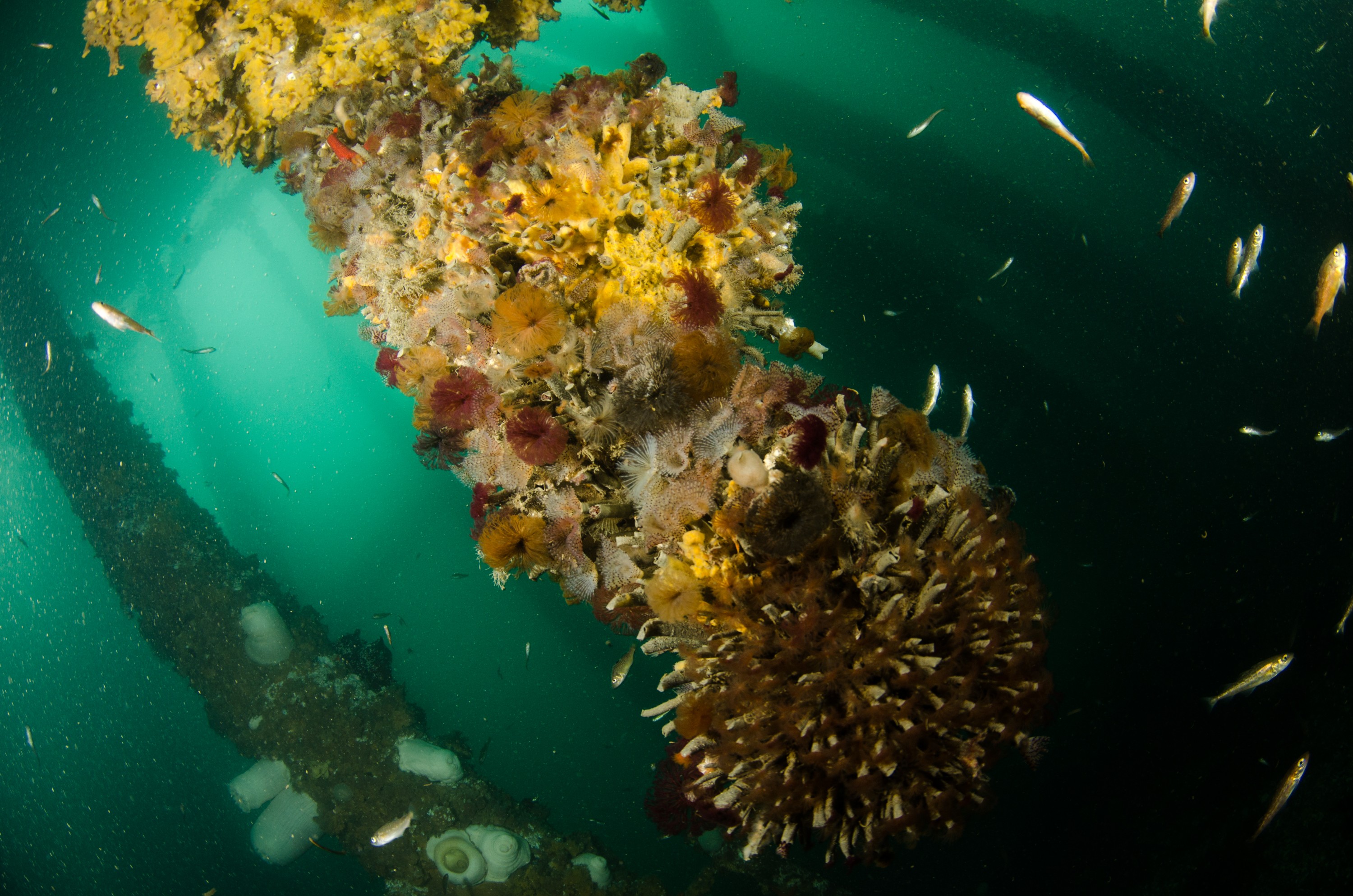 DSC_6299 – Alaska, noaa, kasitsna, bay, laboratory, aaus, crispin, cold, Underwater, image, photography, marine, life, alaska, important research!