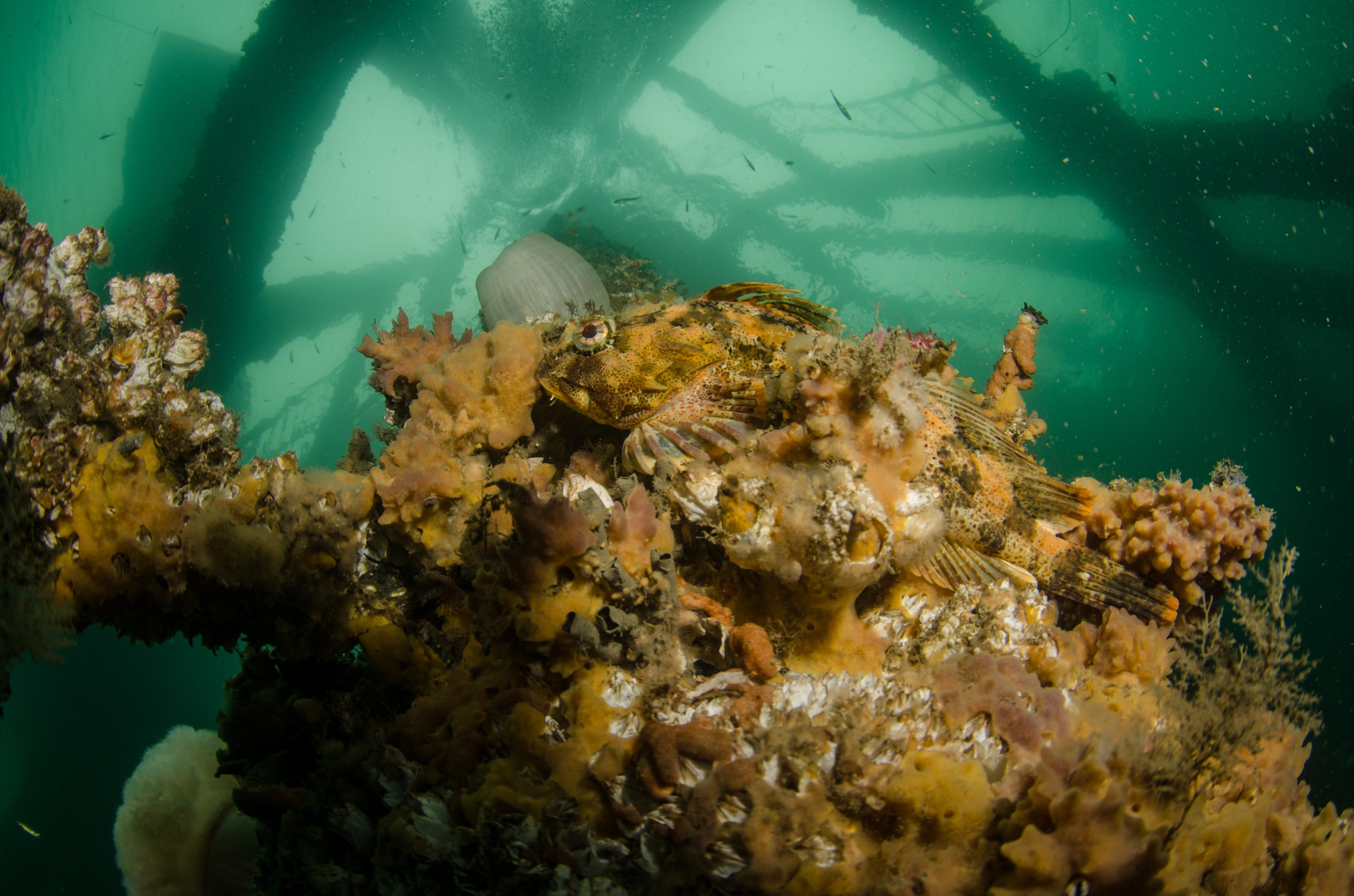DSC_6385 – Alaska, noaa, kasitsna, bay, laboratory, aaus, crispin, cold, Underwater, image, photography, marine, life, alaska, important research!