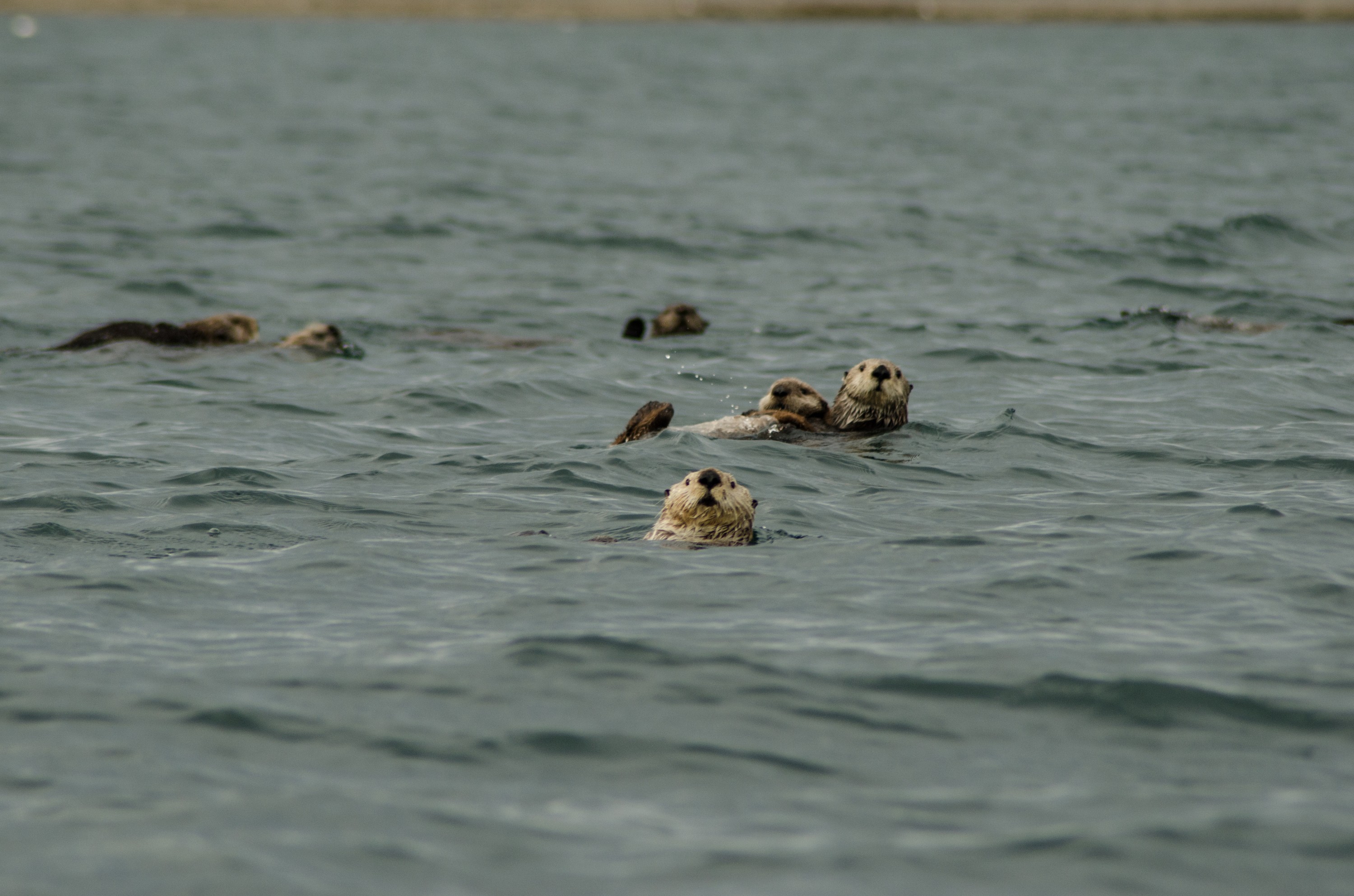 DSC_6525 – Alaska, noaa, kasitsna, bay, laboratory, aaus, crispin, cold, Sea Otters