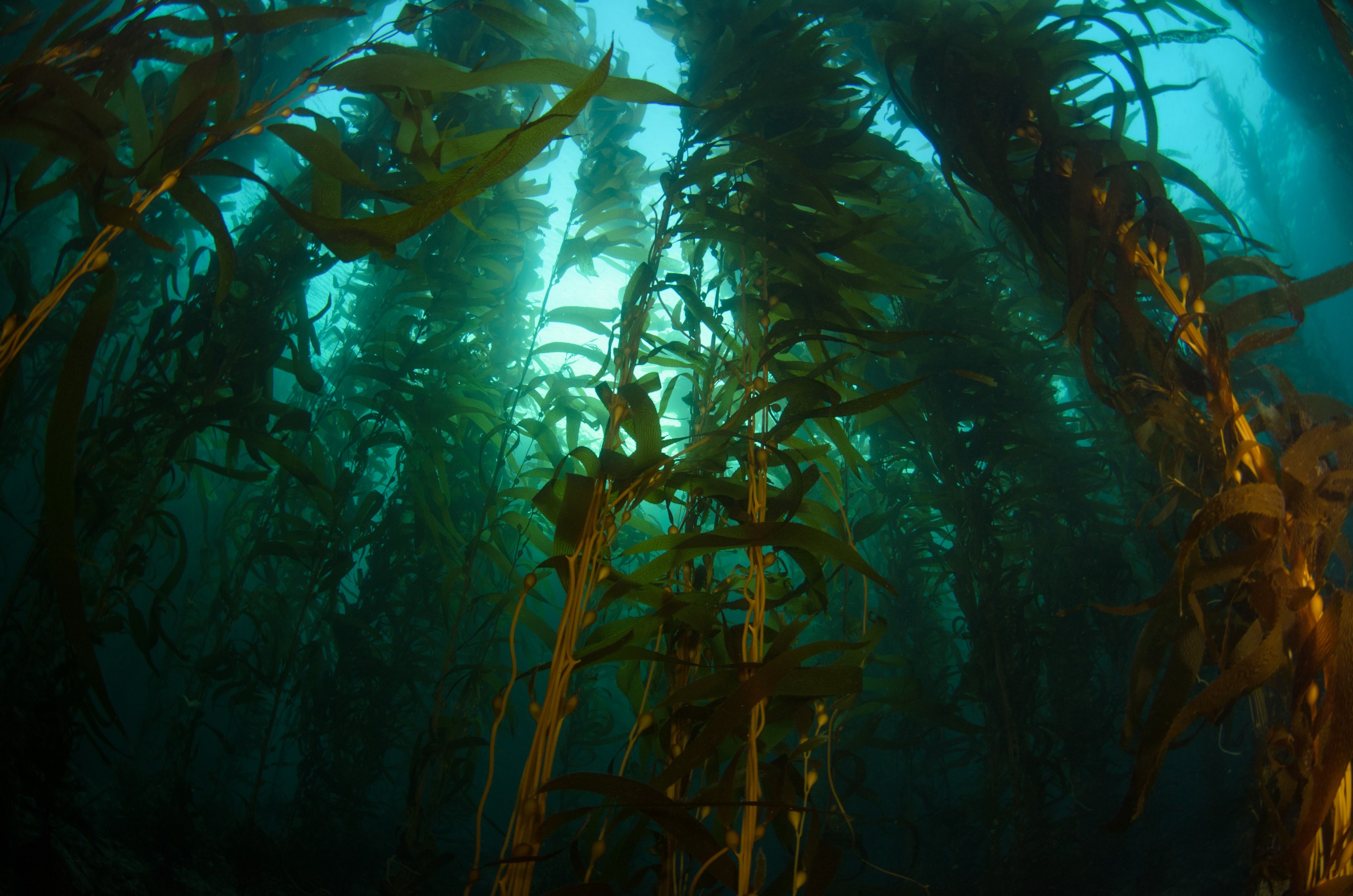 DSC_8633 – 2016, America, Channel, Crispin, Islands, September, U.S.A., USA, california, forest, kelp, seacology, seacologynz.com