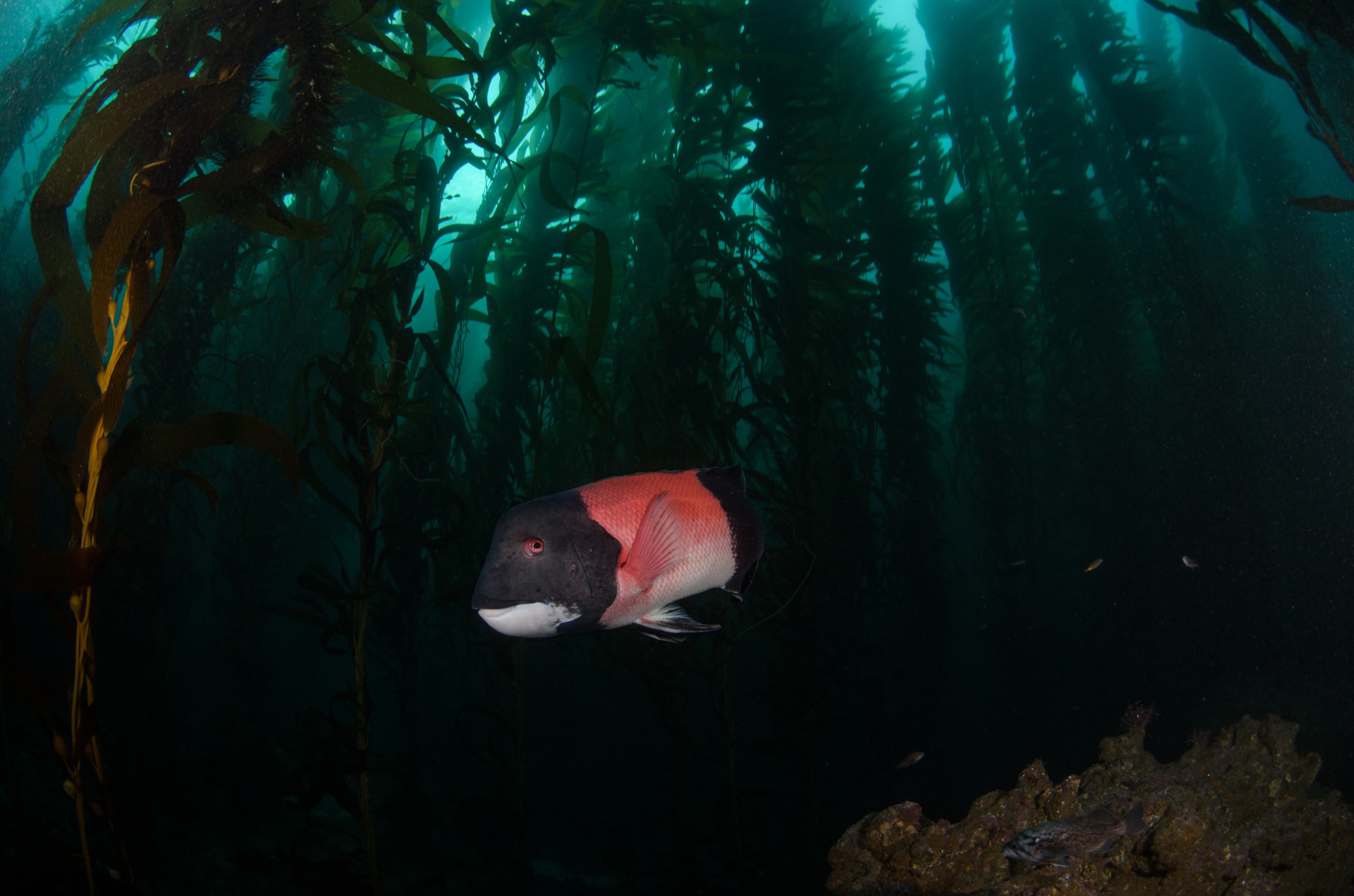 DSC_8689 – 2016, America, Channel, Crispin, Islands, Semicossyphus, September, U.S.A., USA, california, forest, head, kelp, pulcher, seacology, seacologynz.com, sheep, sheephead, wrasse