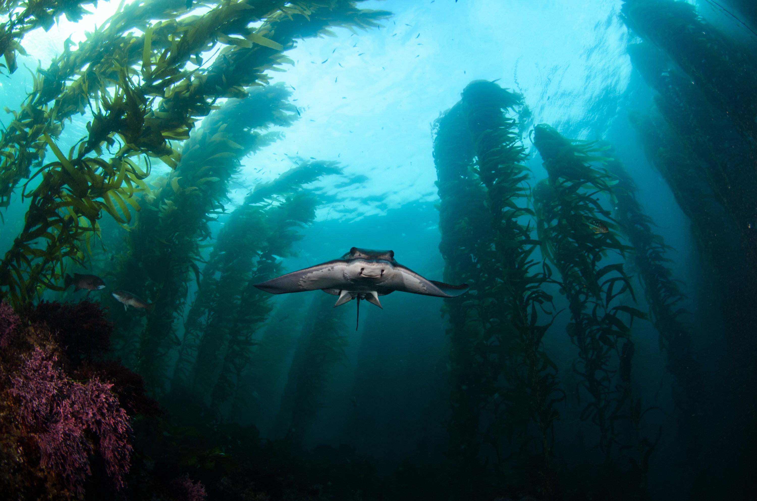 DSC_8700 – 2016, America, Channel, Crispin, Hydrocoral, Islands, Myliobatis, September, U.S.A., USA, bat, batfish, california, californicus, fish, forest, kelp, seacology, seacologynz.com