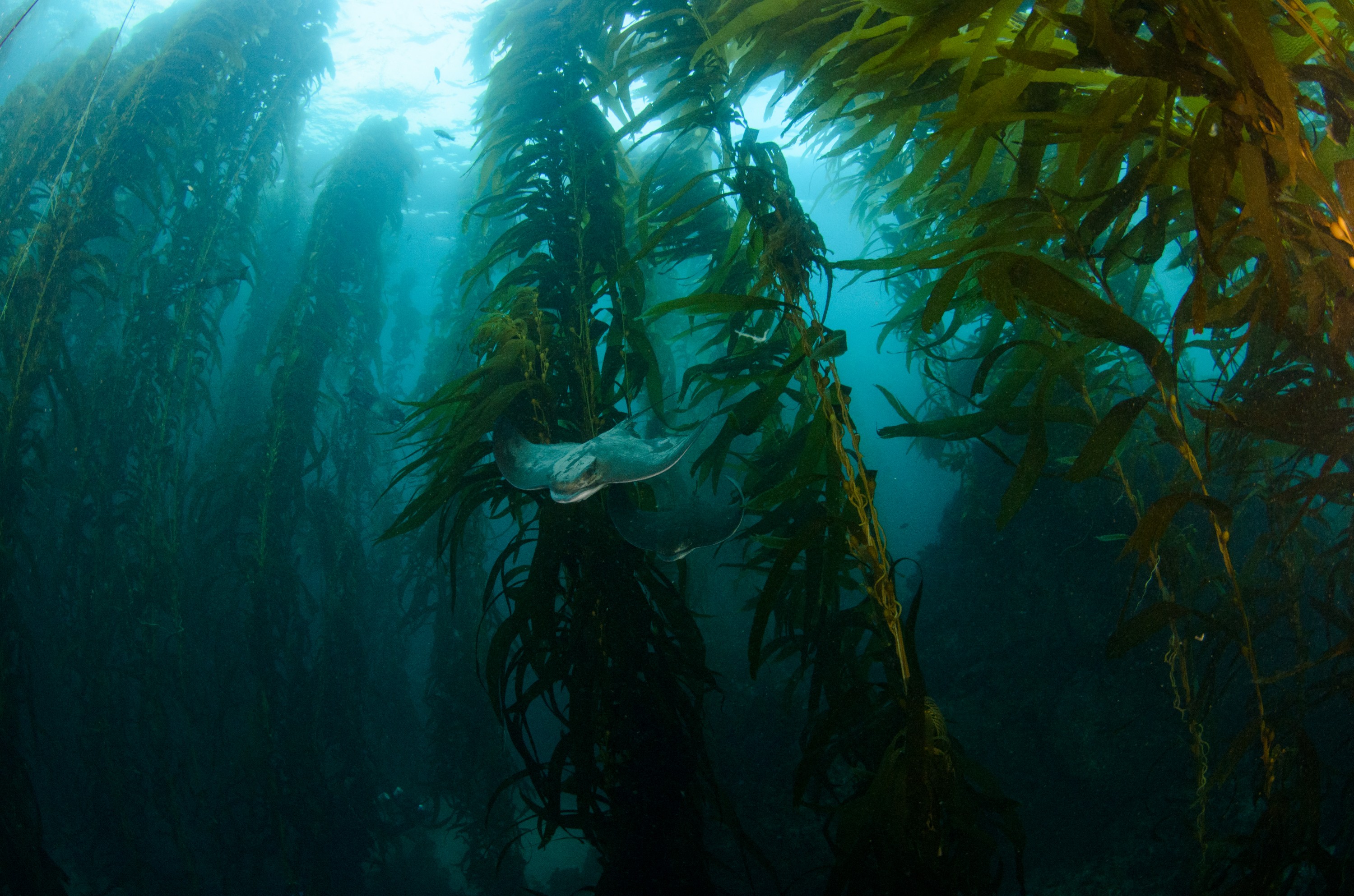 DSC_8702 – 2016, America, Channel, Crispin, Islands, Myliobatis, September, U.S.A., USA, bat, batfish, california, californicus, fish, forest, kelp, seacology, seacologynz.com