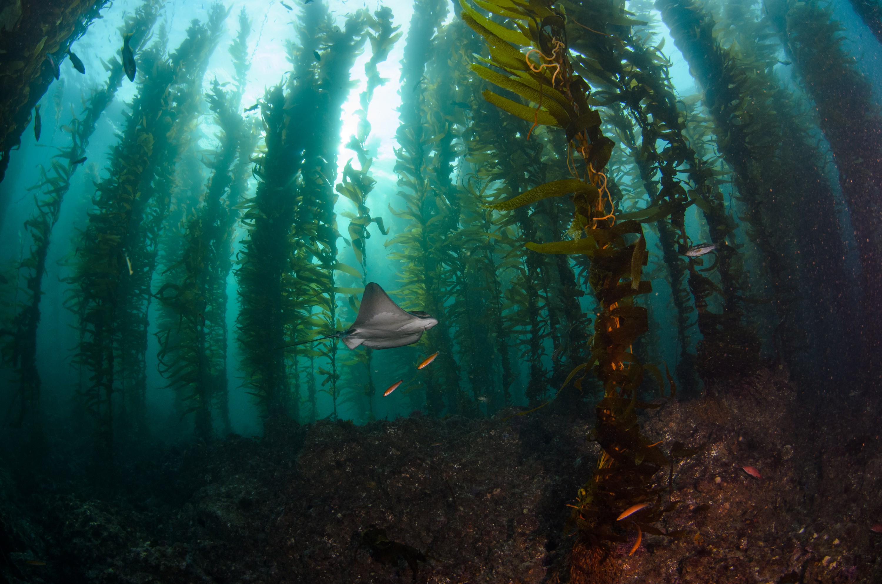 DSC_8730 – 2016, America, Channel, Crispin, Islands, Myliobatis, September, U.S.A., USA, bat, batfish, california, californicus, fish, forest, kelp, seacology, seacologynz.com