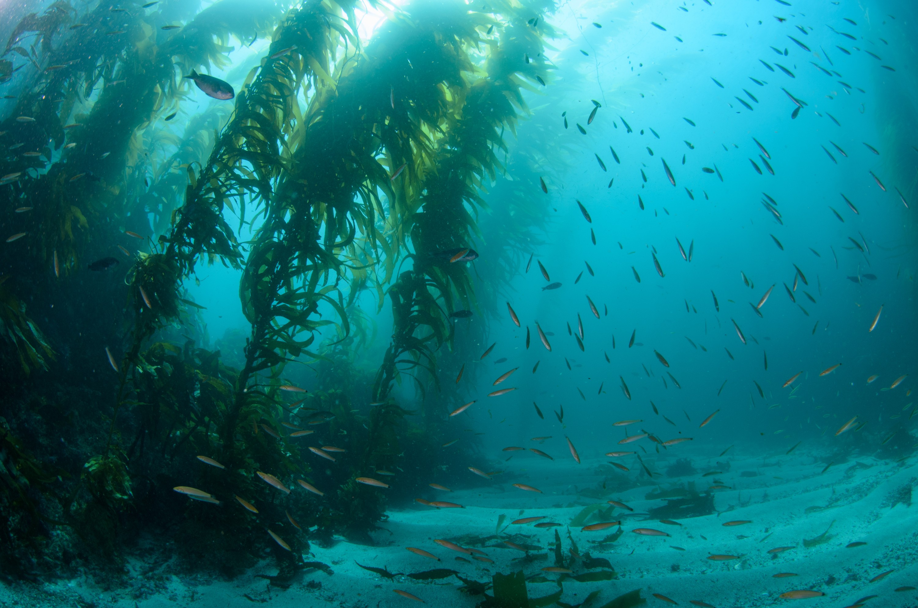 DSC_8927 – 2016, America, Channel, Crispin, Islands, Oxyjulis, September, U.S.A., USA, california, californica, forest, kelp, seacology, seacologynz.com